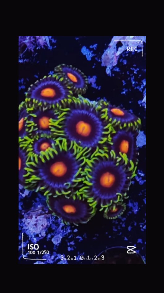 🌊 Porta il fascino dell’oceano nel tuo acquario! 🐠
Su www.reef-aquarium.it trovi una selezione incredibile di coralli molli, LPS, Zoanthus, Tridacna e tante altre meraviglie per il tuo reef. ✨
🔹 Coralli sani e coloratissimi
🔹 Spedizioni rapide e sicure
🔹 Prodotti scelti da veri appassionati
🔹 Disponibilità costante di nuove specie
🔥 Cosa aspetti? Dai vita al tuo acquario marino con coralli di qualità!
👉 Visita ora: www.reef-aquarium.it
#reefaquarium #corallimarini #reefitalia #reeftank #acquariomarino