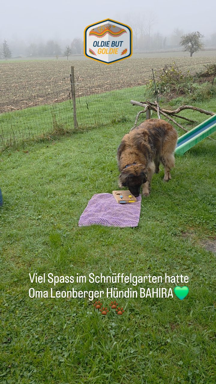 #schnüffelnase #schnüffelgarten #bahira #leonberger #oldiesaregoldies #hundeleben #hundeglück #schnüffelspaß #hundsein #codedoglove #hundeverhaltenverstehen #switzerland
@nicole_akilah