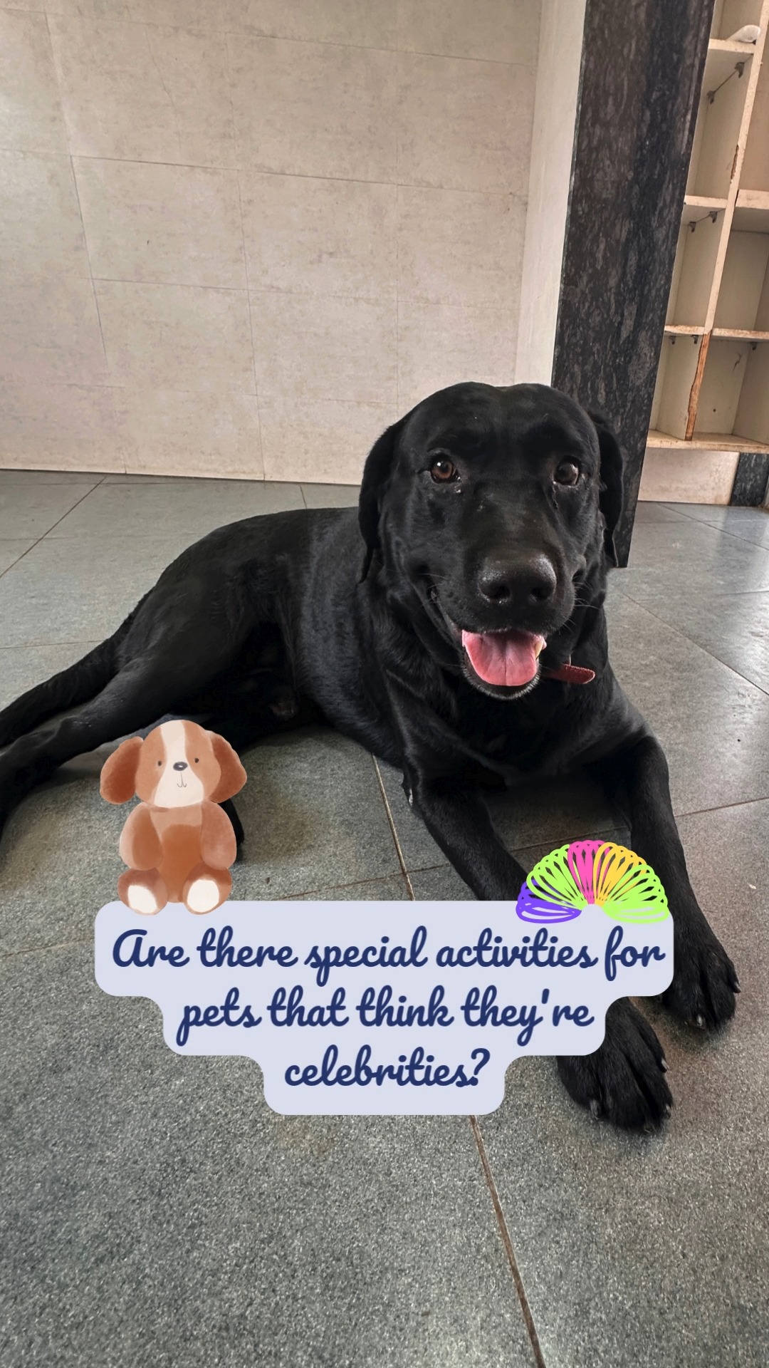 Does your pet strut like a superstar? 🌟 From pamper sessions to playtime that’s fit for royalty, our retreat has special activities that’ll make them feel like the celeb they already think they are! 🎬🐾💖
👉 Tag your little star and let’s plan their S-paw day!
#cessnalifelineveterinaryhospital #cessnalifeline #20yearsofcessnalifeline