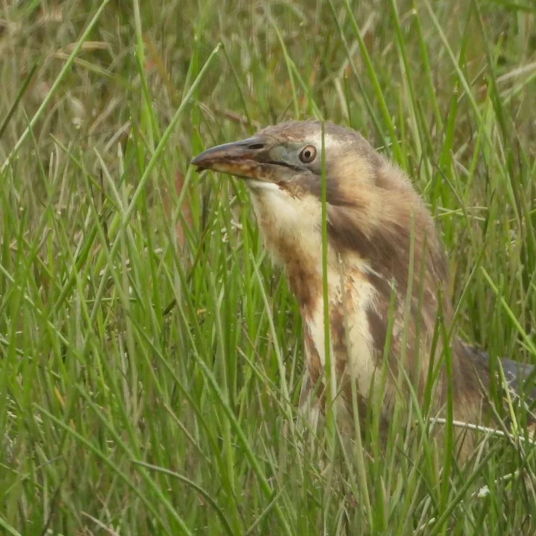 Bittern, just swallowed down her breakfast.
#karameabittern #bittern #Karamea #karameawild #newzealand #nzlife #nzwildlife #wildnz #southisland #nzsouth #southislandnz #westcoastnz #nzwestcoast #tewaipounamu #paradise #umere #arapito #littlewanganui #birdsnz #nzbirds #wildsouth #kohaihai #oparara #birdshots #birdphotos #wildlifenz #Aotearoa #nzfauna #nzflora