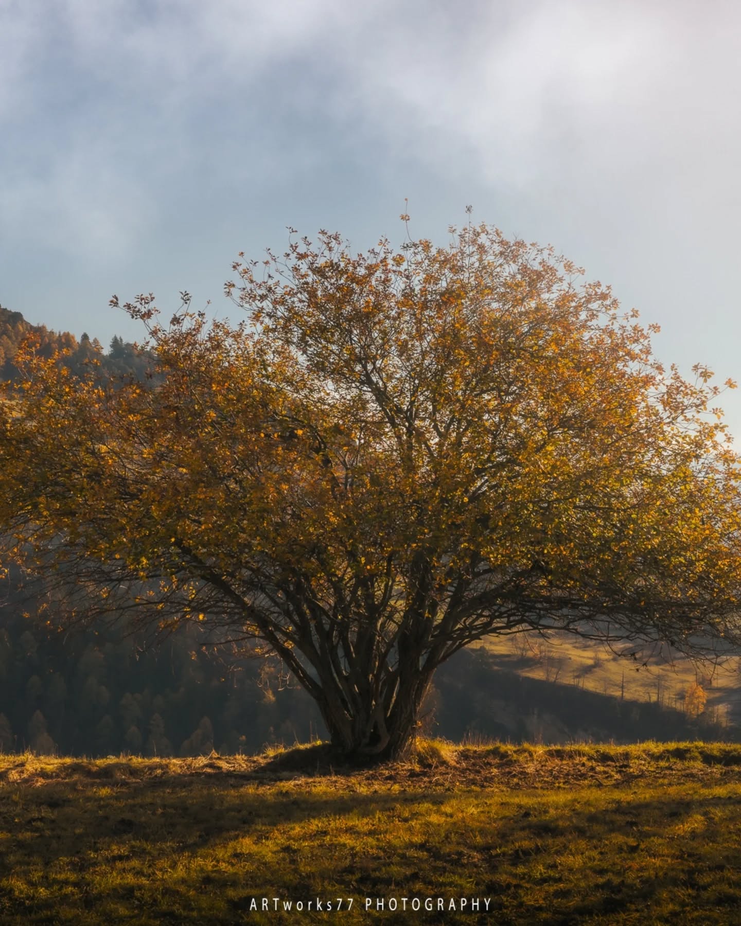 | Where Silence Tells Stories
Sometimes one single view across the mountains is enough to remind you how vast the world truly is. These moments – the reflection of light on still water, a lone tree in the morning haze, the golden glow of late autumn – invite us to pause and simply feel the beauty around us.
Each photo is a small step outside the everyday and into a world filled with calm, strength, and inspiration.
Join me on this journey through nature, light, and emotion. There’s more waiting ...
-------------------------------
Manchmal reicht ein einziger Blick über die Berge, um zu spüren, wie groß die Welt wirklich ist. Diese Momente – das Spiegeln des Lichts im Wasser, ein einzelner Baum im Morgennebel, das Gold der letzten Herbstblätter – erinnern daran, wie schön es ist, einfach stehen zu bleiben und zu staunen.
Jedes dieser Fotos ist ein kleiner Schritt hinaus aus dem Alltag und hinein in eine Welt voller Ruhe, Kraft und Inspiration.
Begleite mich auf dieser Reise durch Natur, Licht und Emotionen. Mehr davon wartet schon ...
.
.
.
#landscapephotography #naturelovers #mountainview #mountainmagic #naturephotography #outdoorlife #wanderlust #explorenature #earthfocus #earthofficial #nature_perfection #ig_nature #ourplanetdaily #visualscollective #moodygrams #sunrise_and_sunsets #majestic_earth #nature_brilliance #landscapehunter #discoverearth #mountainlove #naturedreaming #beautifuldestinations #hikingadventures #wildandfree #naturegram #swissalps #alpinelife #artworks77