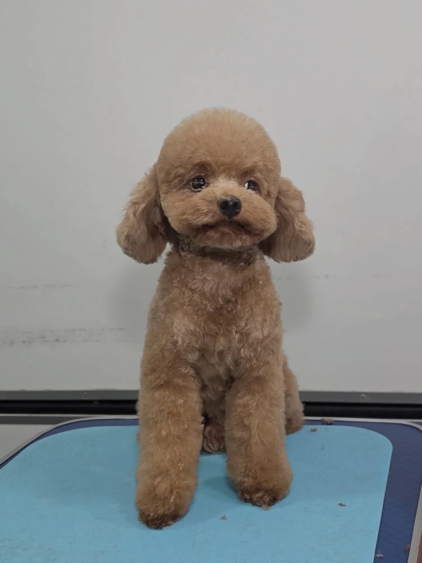 "Cute starts with a good groom!"
-
-
-
-
-
-
-
#PetsMan #petmobilegrooming #doortodoorservice🚗🏡 petlovers petgrooming petslove petsgroomer petsgroomingPetsMan 🛁🐶🐱
📍Service Area : KL / KLANG VALLEY AREA
Feel free to DM us for more info !
WhatsApp us for appointment 0175233811 ☎️