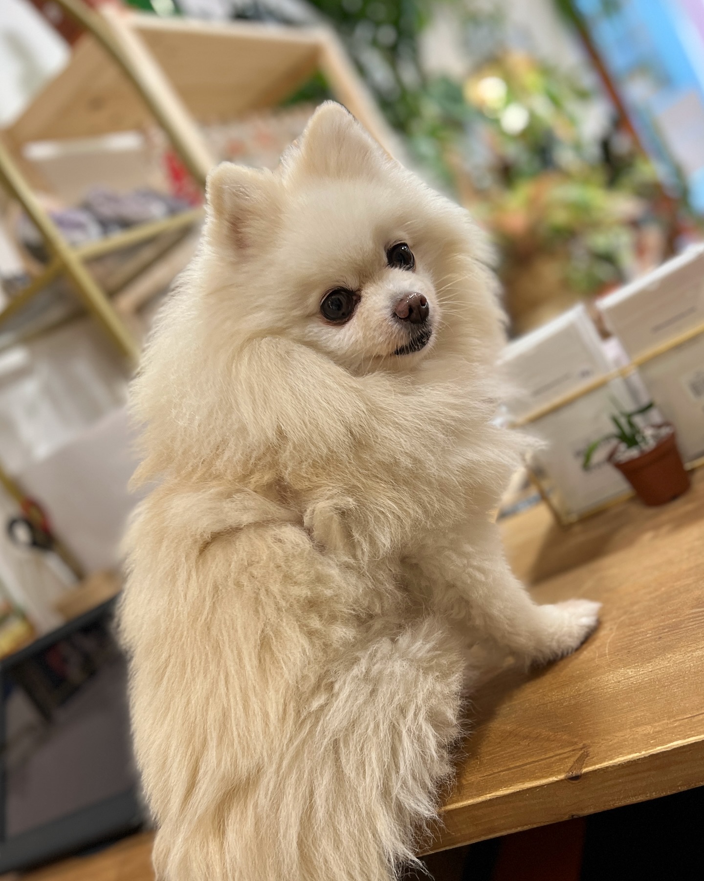 🎈 TRUC DE WOOF 🎈
C’est mon anniv’ aujourd’hui 🎉
Ma maîtresse m’a dit de vous dire que si vous passiez me le souhaiter, elle vous offrait -5% sur vos achats en boutique 🎁
🐾 Loulou
#jeraplantshop #boutiquevegetale #jardinerieurbaine #joyeuxanniversaireloulou #happybirthday #plantslovers #plantofinstagram #plantesrares #greenyourfeed #greenlovers #plantstagram #plantgoals #plantsociety #plantcommunity #plantsmakepeoplehappy #entreprisefrançaise #jungleurbaine