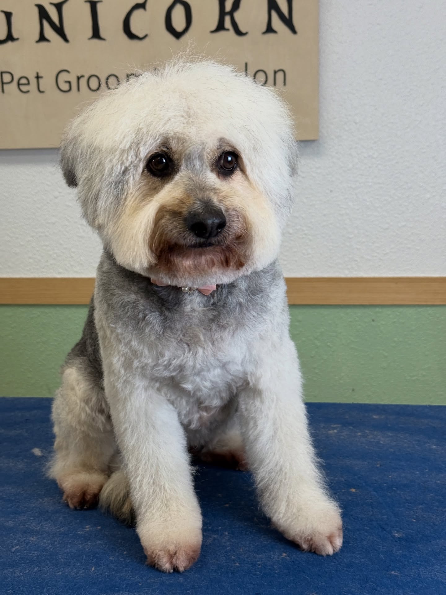 Luxury grooming for pets who deserve nothing but the best. 🌟
From stylish trims to gentle care, we ensure every detail is perfect.
📍 18582 Beach Blvd STE 8C, Huntington Beach, CA 92648
📞 Call/Text: 949-508-9155
✨ Don’t wait—click the link in our bio to schedule your pet’s luxury grooming experience!
💻 https://www.unicornpetsalon.com/meetus
#bestgroomer #doggroomers #doggroomersalon #doggrooming #doggroominglife #doglovers #dogoftheday #groomer #groomersofinstagram #grooming #haircut #petgroomer #petgroomers #petgrooming #petstylist #poodle #poodlegram #poodlegrooming #poodlelife #poodlelover #poodleoftheday #poodlepuppies #poodlepuppy #poodles #poodlesofinstagram #poodletoday #puppiesofinstagram #puppylove #spoo #toypoodle