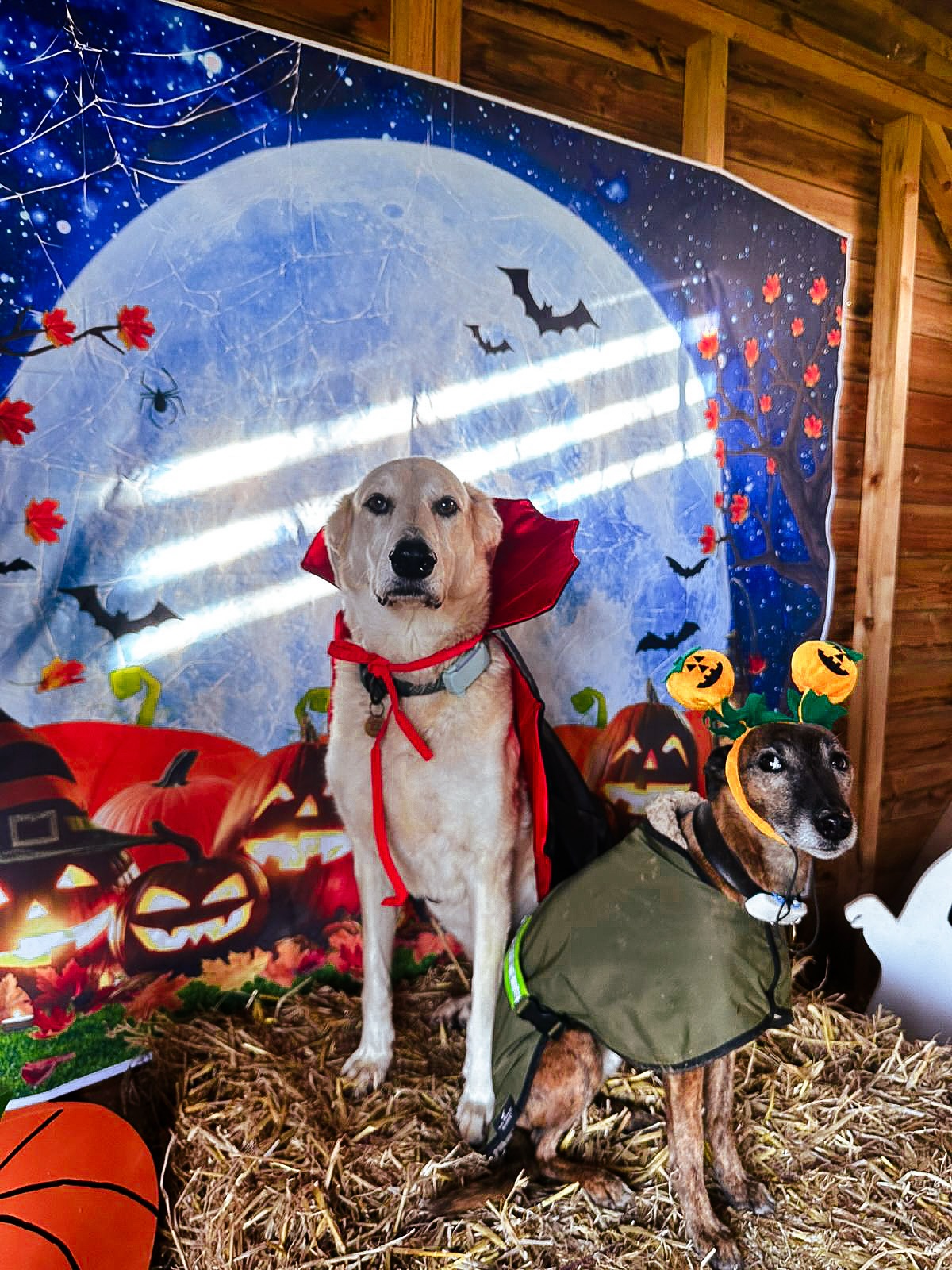 Photo dump from the weekend 🎃😍
Lots of adorable photos! Thank you so much for taking part and sharing! It always brings us and the Wanderlust community so much joy to see all these happy faces! 🐾
Hope you all had a great weekend 👻
#TotnesDogs
#DevonDogWalks
#SecureDogFieldDevon
#PrivateDogField
#DogFieldsNearMe
#HalloweenDogs