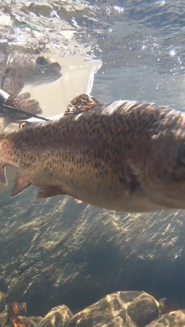It’s trout season in Chattanooga! 🍁
~
Thank you to all our volunteers, to @tnwildliferesourcesagency and @northchickstatepark
~
#flyfishing #flyfishtn #thehatchoutfitters #hatchout