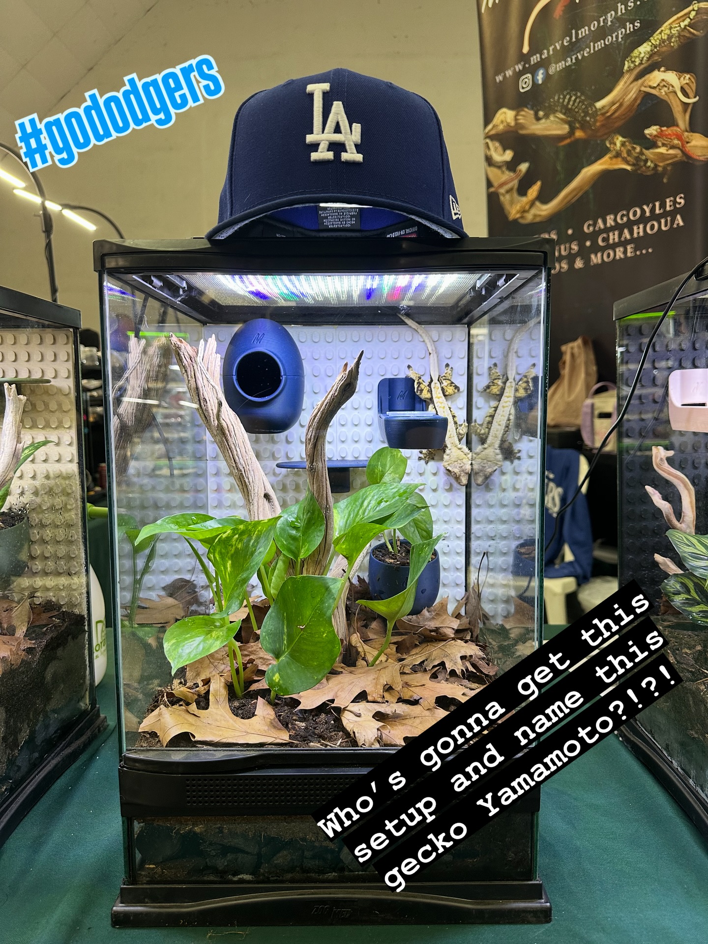 Time to celebrate our #worldserieschamps
So #marvelmorphs made this tank with #dodgerblue💙. Get it today at the #venturareptileexpo and you can bleeed blue forever!