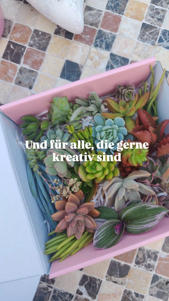 #sukkulentenbox #mitliebegemacht #pflanzenliebe #slowliving #handmadegifts #keinengrünendaumen #greenhome #kleinesbusiness #kaktusgaertnerei