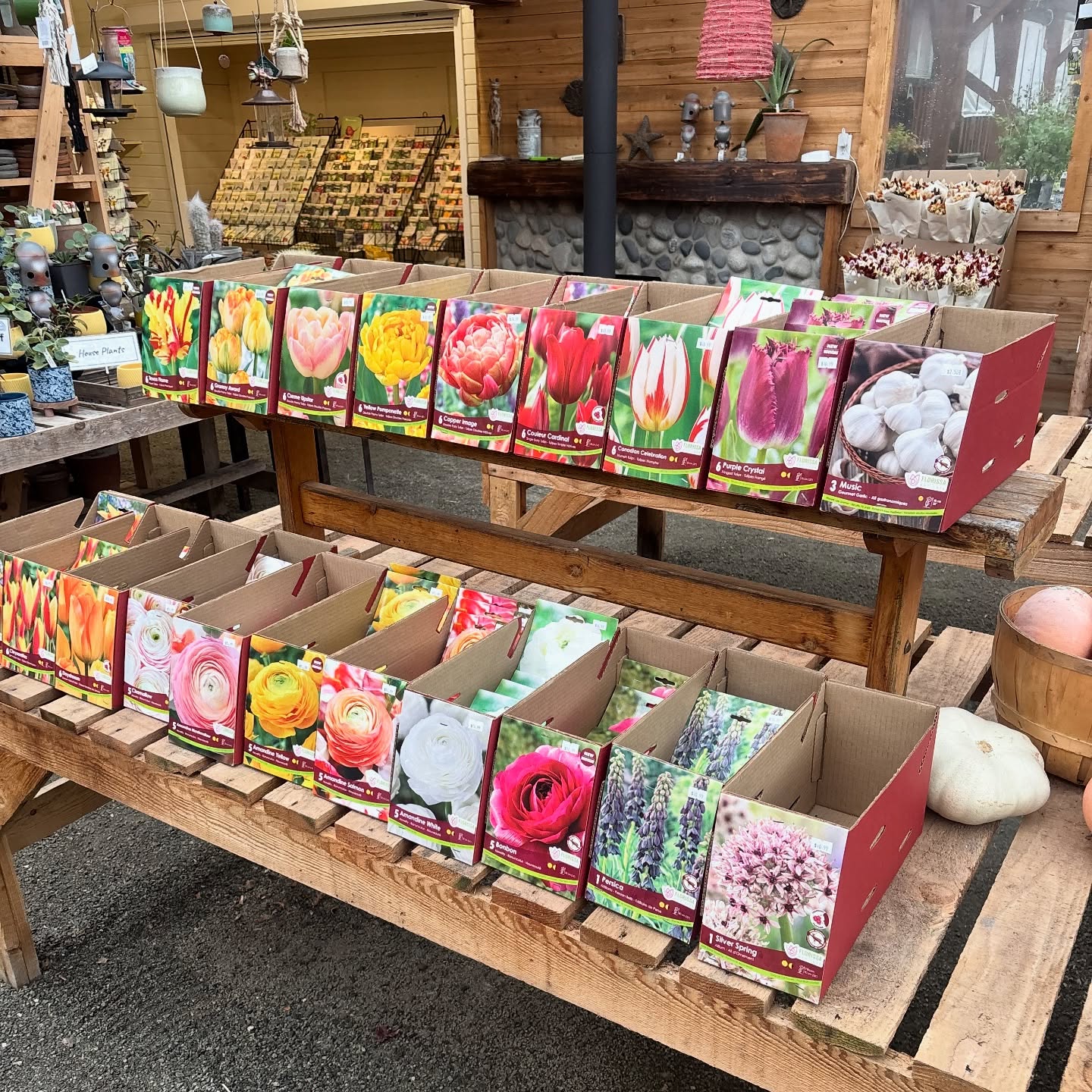 Three days till we close, which means it’s your last chance to rescue these bulbs before they overwinter in cardboard.
Half price, full potential.
They’ll forgive you for planting late, just barely.
#SunshineCoastNursery #BulbSale #LastCallForTulips #GardenCentreLife #SunshineCoastBC