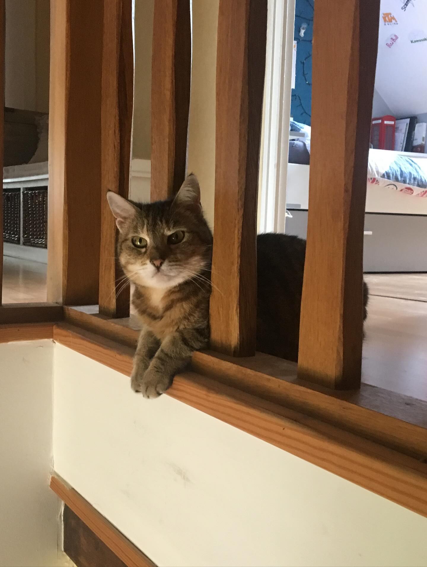 20 années en ta compagnie 🤍🙏 Pour certains ce n’est « qu’un » chat pour nous c’était un membre de la famille. Merci d’avoir été auprès de nous si longtemps. Repose en paix ma Bibiche 🤍😢🙏🕯️