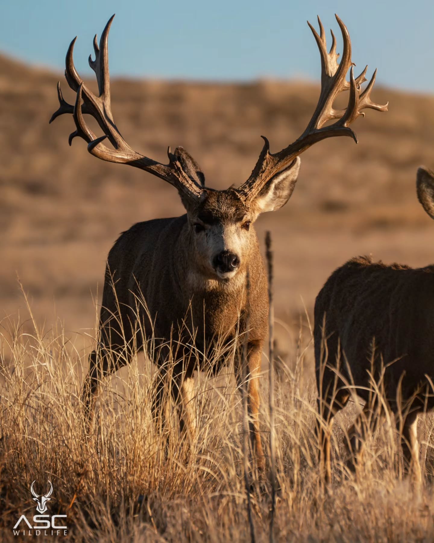 Slingshot doing big Mule deer things .. It's awesome to see his progression.. the first few images are from yesterday and the last image is from last year. Almost the same pose!
Pretty sweet buck! enjoy
Photography by @ascwildlife
.
.
.
#wildlifephotography #naturelovers#coloradowildlife #denver #muledeer