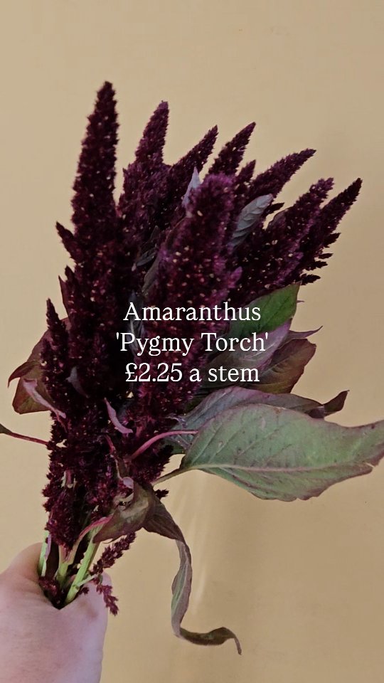 It's that scary time of year... some may find this reel scary... I know I do...!!!
Everything is expensive these days.. but there still seems to be some ideas that flowers are pennies.... can we just throw that idea out of the window. They are not..
These RRP prices are based on industry standards .. please note that these are based on the price I paid that day. Prices change due to supply and demand.
I am learning after 10 years of this that honesty amd a little bot of education is vital.
X x
#flowerprices #florist #flowers #fleurs #howmuchareflowers #weddingflorist #dorsetflorist #dorsetflowers #autumnalflowers #florist #floristlife #iamaflorist #floristshop