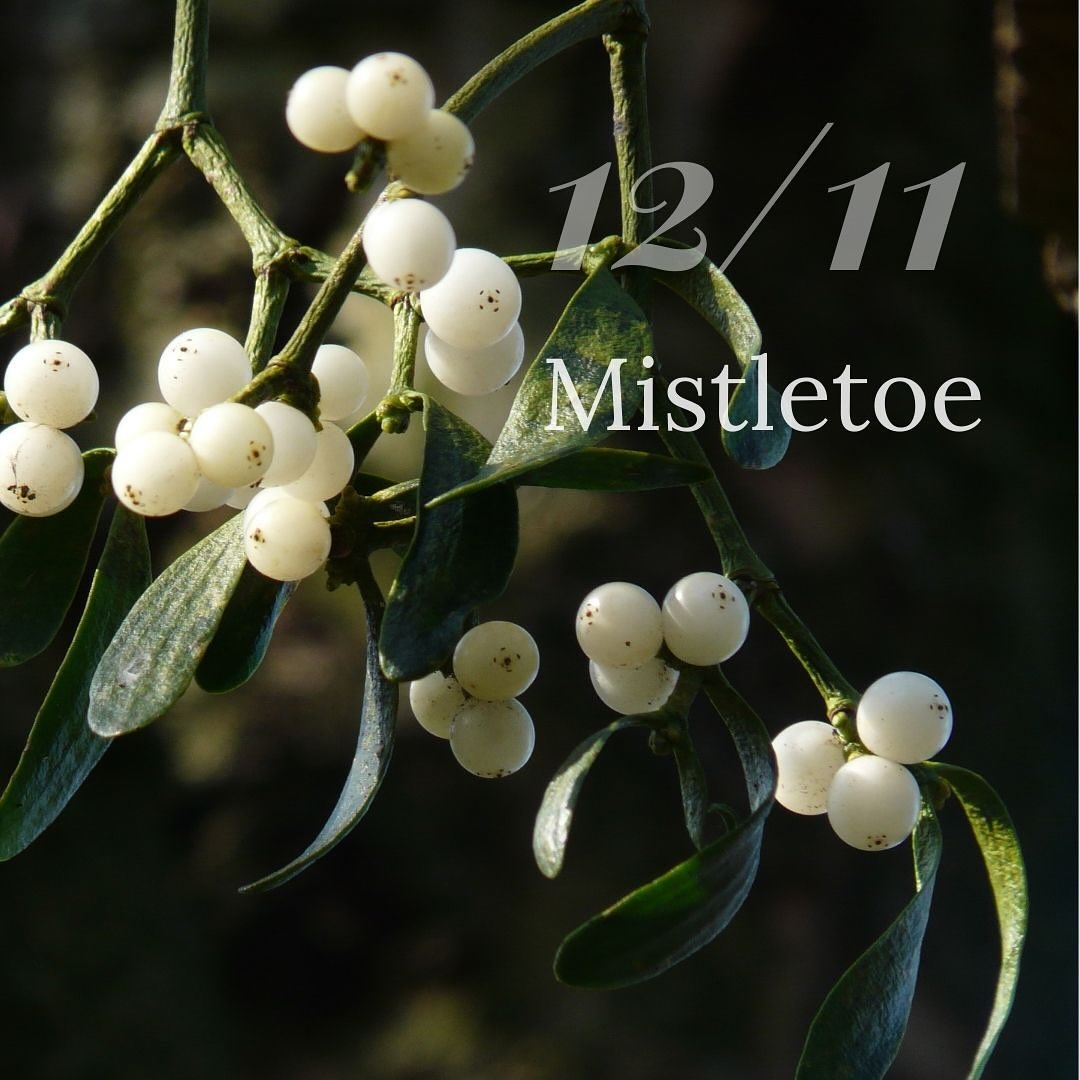 Mistletoe Herbalism Workshop – Final Session of the Year! 🌿
Join us next Wednesday for the last workshop in our series, focusing on Mistletoe. Experience this unique herb through your senses and learn its fascinating traditional and scientific story.
**Date & Time:**
**12/11/25** | **5:30-7:30 PM**
Limited spots available—don’t miss your chance! For more details, hit the link in the bio! ❤️