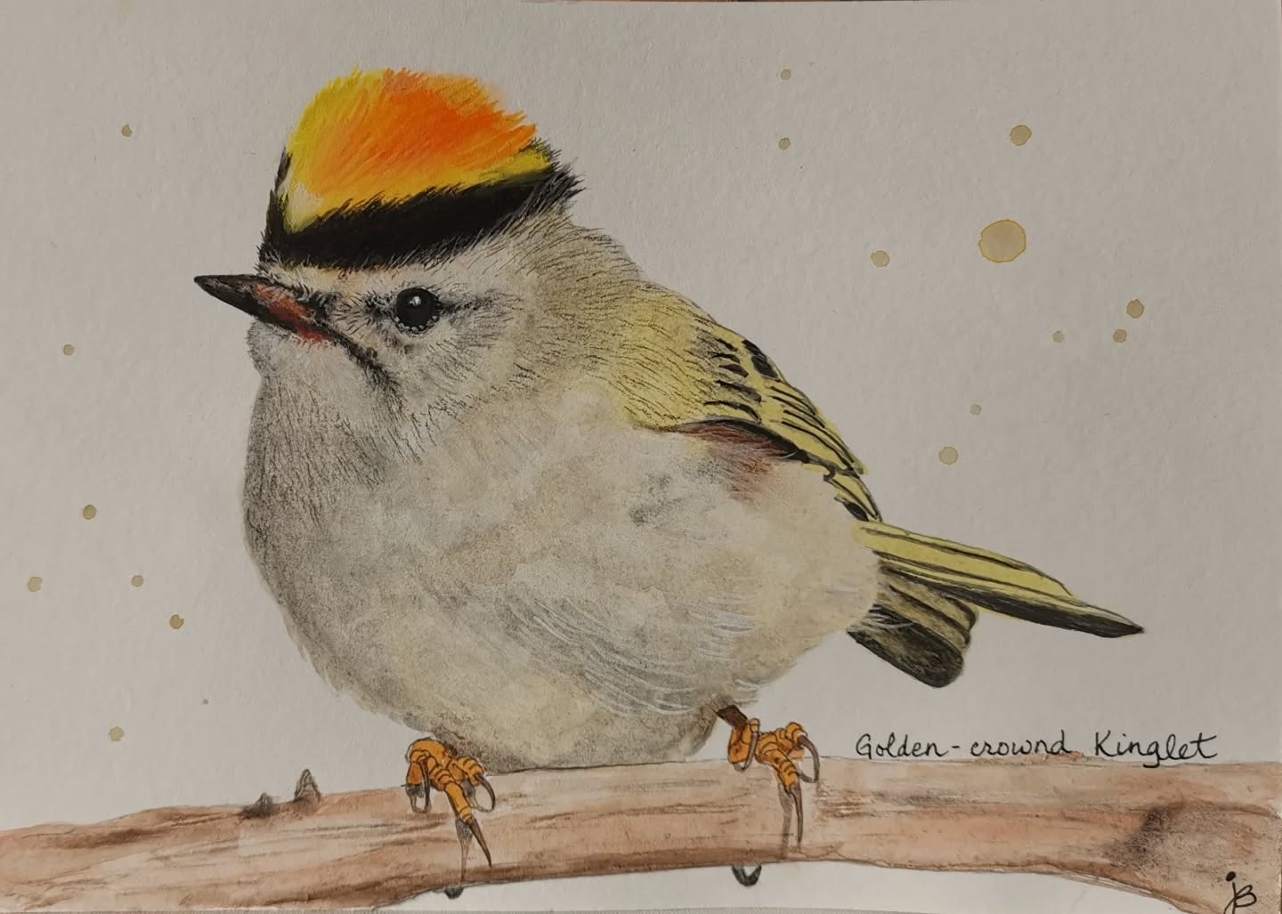 Today is last day of #Birdtober2025 #birdtober and it's the artist choice of bird! So I chose this pretty golden-crowned Kinglet from my kitchen calendar.
I want to thank @artofsandanjan and @twilby.blue for their kind words and encouragement 🥰🙏😊 it was great to share my journey with you ❤️
@aholmesartstudio #ilovebirds #bird #birdartist #birdart #birddrawing #birdpainting #birdillustration #birdnerd #birbs #painting #drawing #illustration #birdchallenge #watercolorart #watercolorpainting #pencilsketch #fabercastell #clairefontainepaper