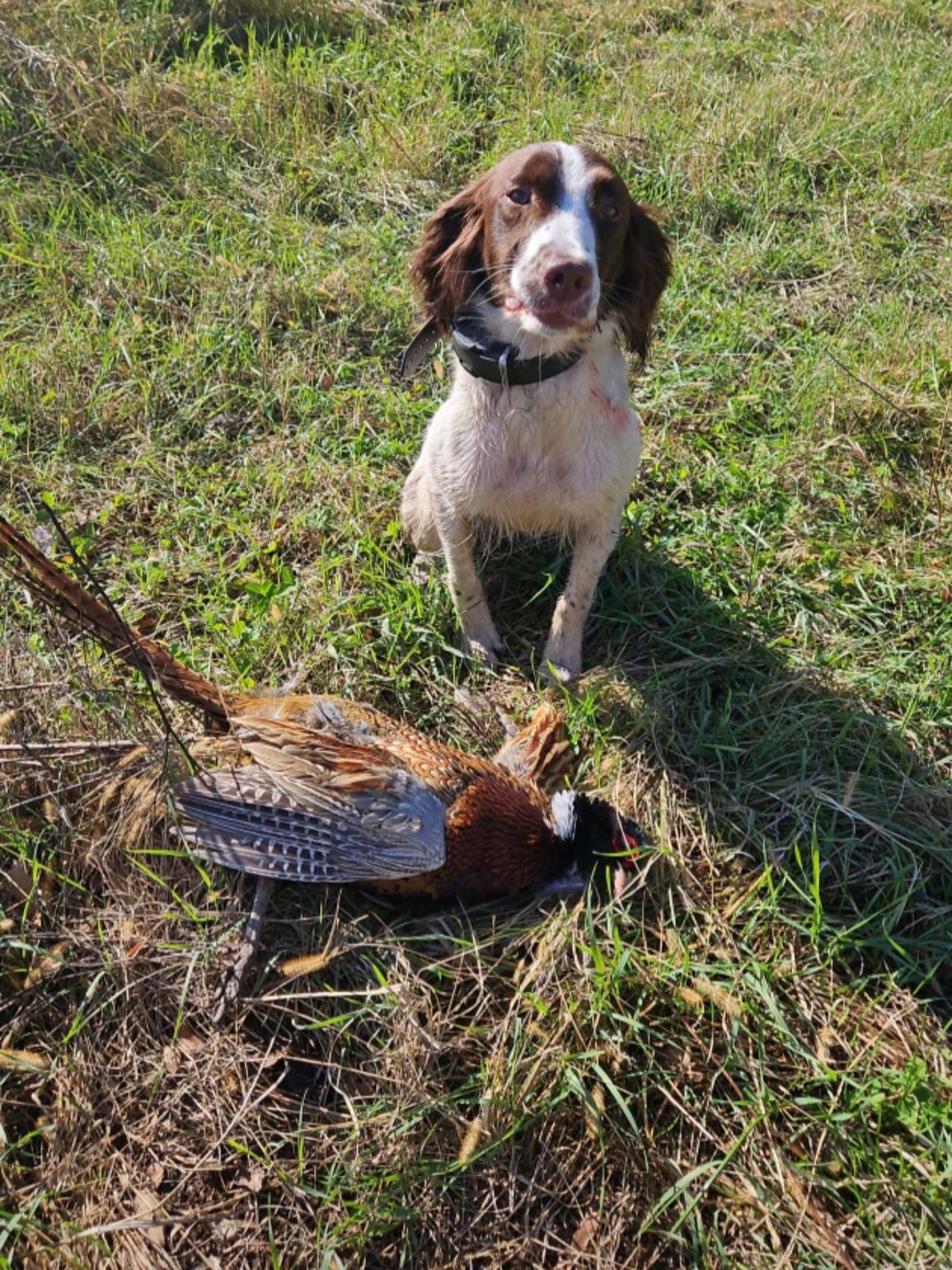 Shannon’s first bird of the year. She is really hunting nicely this year.
This was a pup out of Dixie’s last litter and she was a solo puppy. We are so happy that she has a wonderful family and is able to hunt pheasants all fall/winter with Casey.