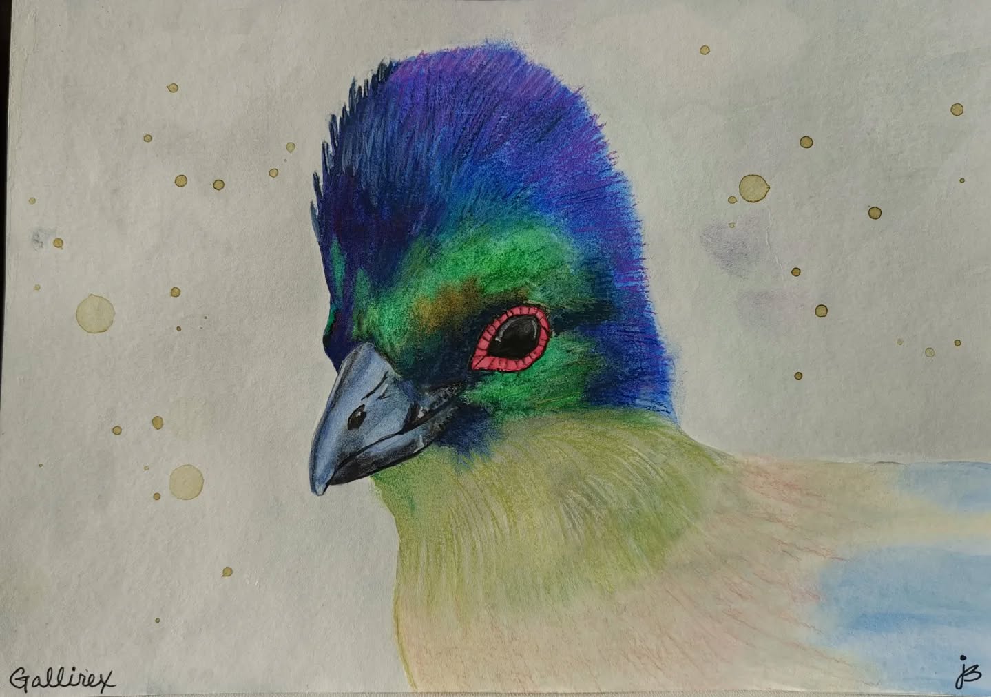 Gallirex - purple-crested Turaco
Day 30 #Birdtober2025 #birdtober
This year I'm using watercolor, neocolors II, pastel and pencil crayons, charcoal, and gelly roll pens. Whatever floats my 🐦
I'm working on Clairefontaine watercolor paper 5.8x8.3" (A5) cold press paper.
@aholmesartstudio #ilovebirds #bird #birdartist #birdart #birddrawing #birdpainting #birdillustration #birdnerd #birbs #painting #drawing #illustration #birdchallenge #watercolorart #watercolorpainting #pencilsketch #fabercastell #clairefontainepaper