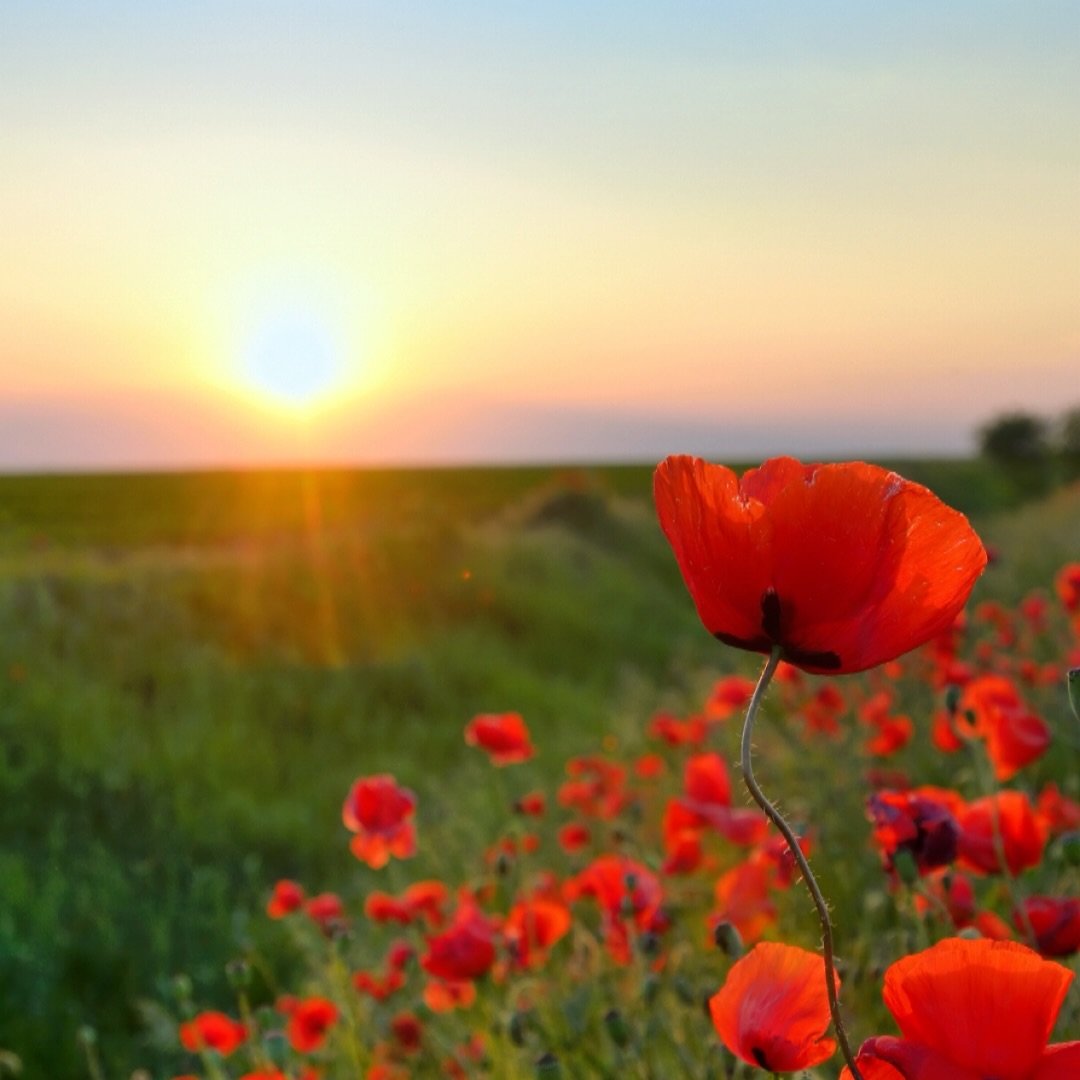 Today, we pause to honour the courage and sacrifice of those who served and continue to serve in times of war, conflict, and peacekeeping. At the eleventh hour of the eleventh day of the eleventh month, we remember their bravery and reflect on the cost of freedom.
Lest we forget.
#RemembranceDay #Freedom #Canada