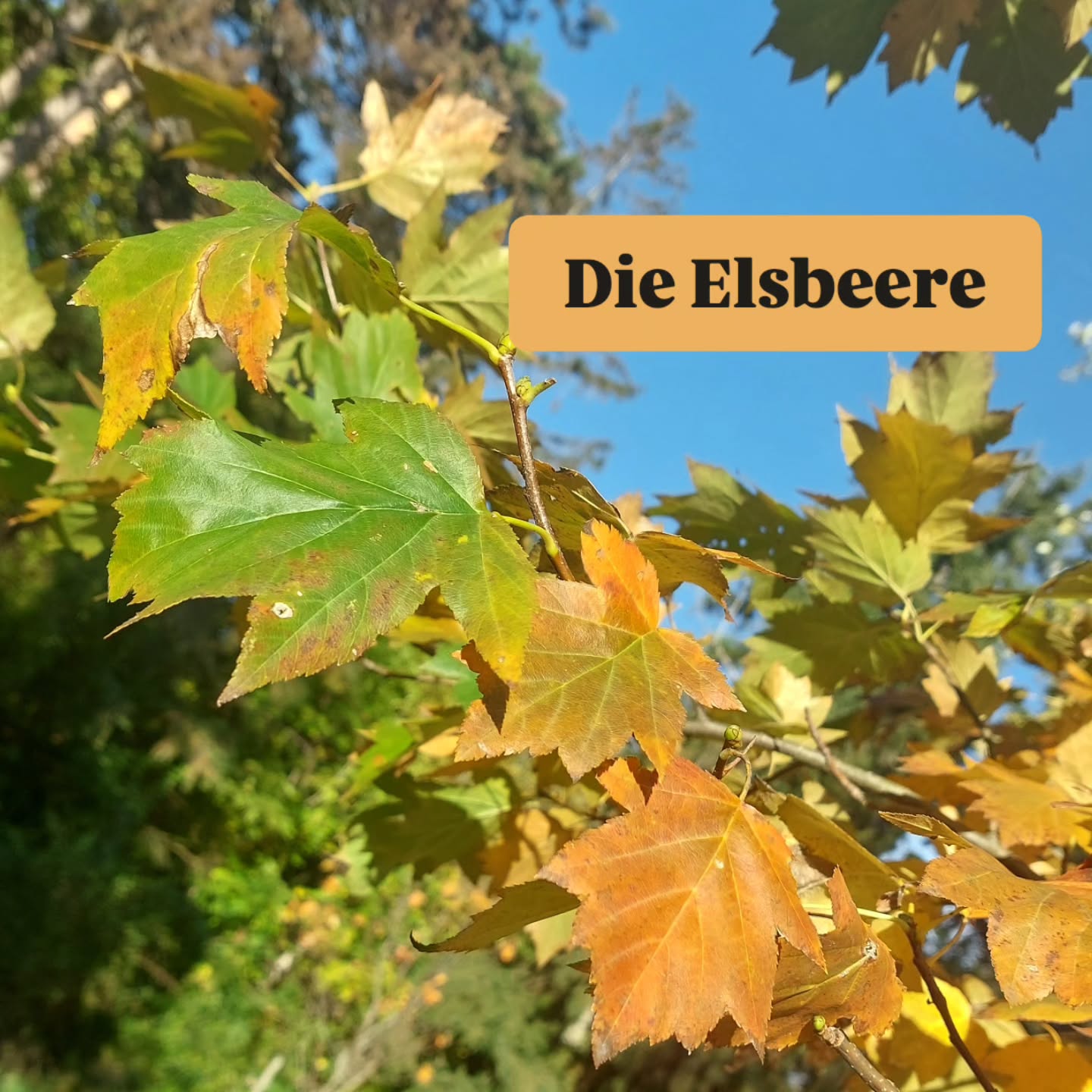 Die Elsbbere eine weitere Vogelbeer-Verwandschaft.
Ebenso selten wie der Speierling.
#verenas_pflanzenstandorte
🍂Mag es warm
🍂stickstoffarm
🍂Sonnig bis licht-schattig
🍂mässig trocken bis frisch
eine Charakterart der trocken-warmen Eichenwälder
🍂🍂🍂
#sorbustorminalis #elsbeere #seltenebäume #steinhofgründe #baumpersönlichkeit #wienerparks #stadtbäume #wienerwildnis #grüneswien #wildobst #baumliebe