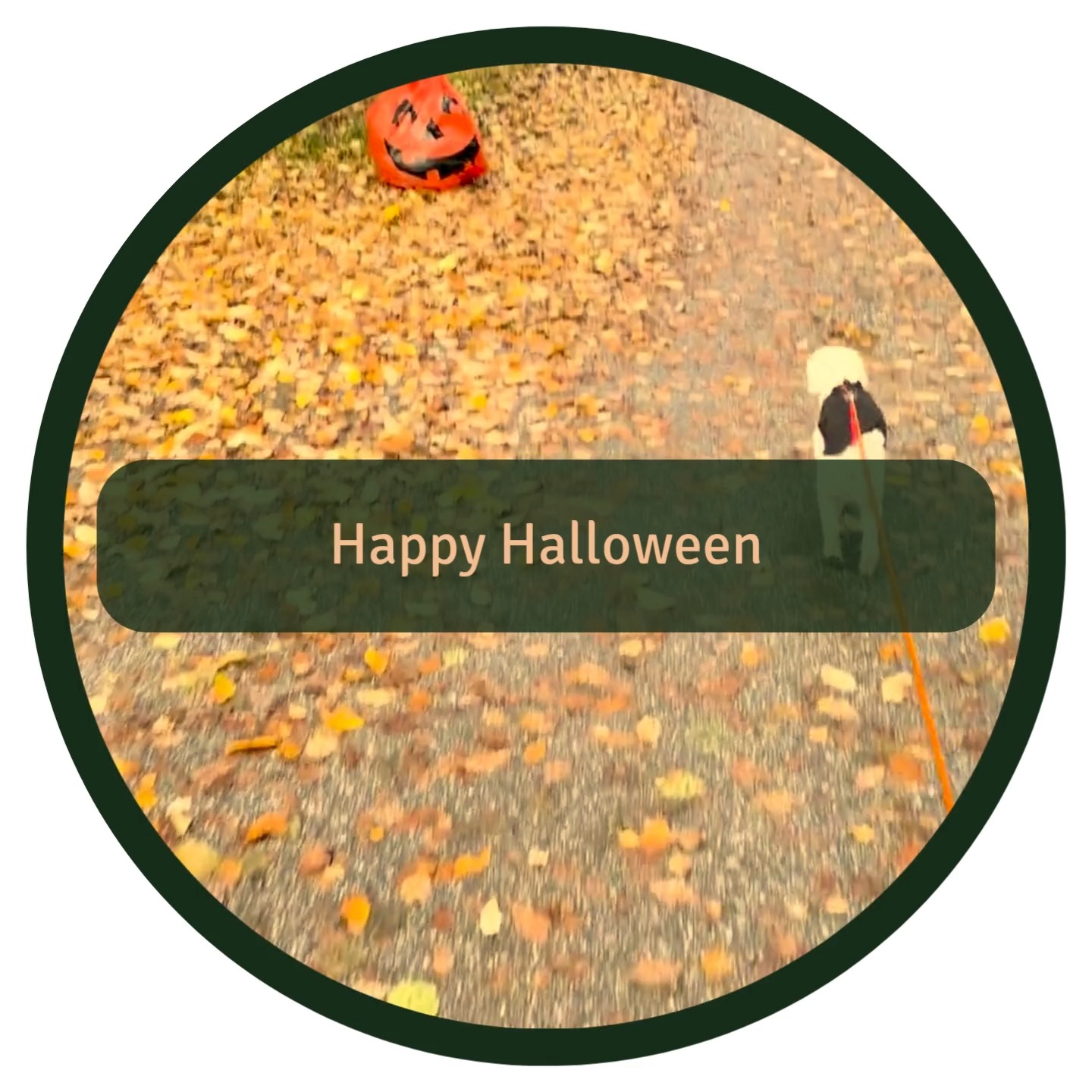 This Halloween we visited Linda Atmer at @hundtank for a Halloween enrichment activity and it was so much fun 🎃🐾
Enrichment like this helps dogs express natural behaviors, stay mentally engaged, and build confidence. It also strengthens the bond between dog and human.
The dogs got to:
🎃 Taste fun snacks
👻 Explore scents
🦇 Find Halloween toys
...much and more!
Lots of sniffing, wagging and proud little faces.
10 out of 10 would recommend 🐾💛