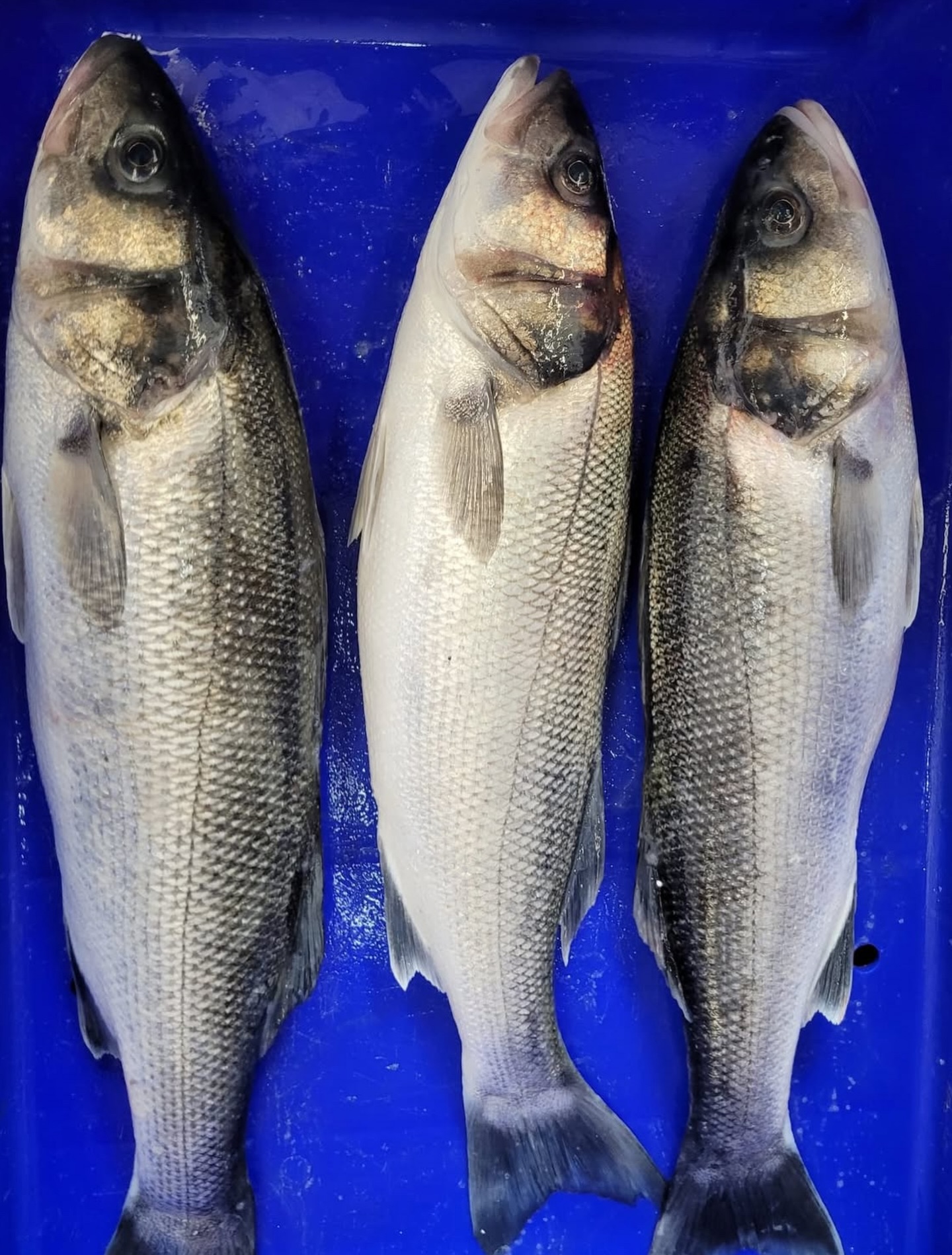 Effortless Elegance: Sea Bass for the Busy Festive Kitchen
When the pressure is on, rely on quality that requires minimal effort and let My Fish Company Sea Bass deliver - every time.
🎄Quick to Cook: Let us prepare the perfect Sea Bass fillets, great for fast, even cooking—guaranteeing rapid table turnaround during peak hours.
🎄Highly Flexible: From a light New Year dish to a substantial Christmas main, Sea Bass holds its own.
🎄Guaranteed Quality: A lean, delicate fish that keeps your seasonal menus light, fresh, and exceptionally appealing.
Speak to your Account Manager or call the office.
#ChefInspiration #SeaBass #ChristmasMenu #FoodService #MyFishCompany