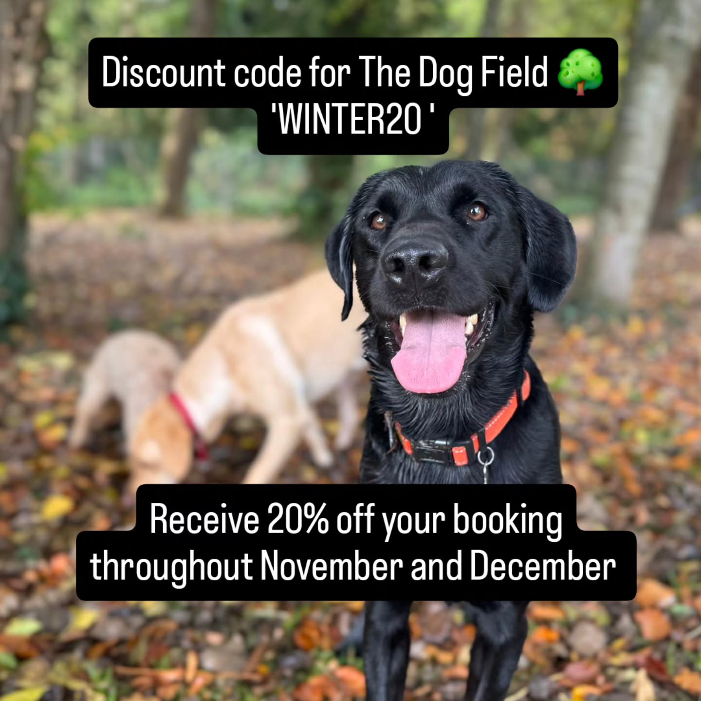 Receive 20% off your dog field booking throughout November and December use the code 'WINTER20'
The Dog Field 🌳 @perfectpetservices
