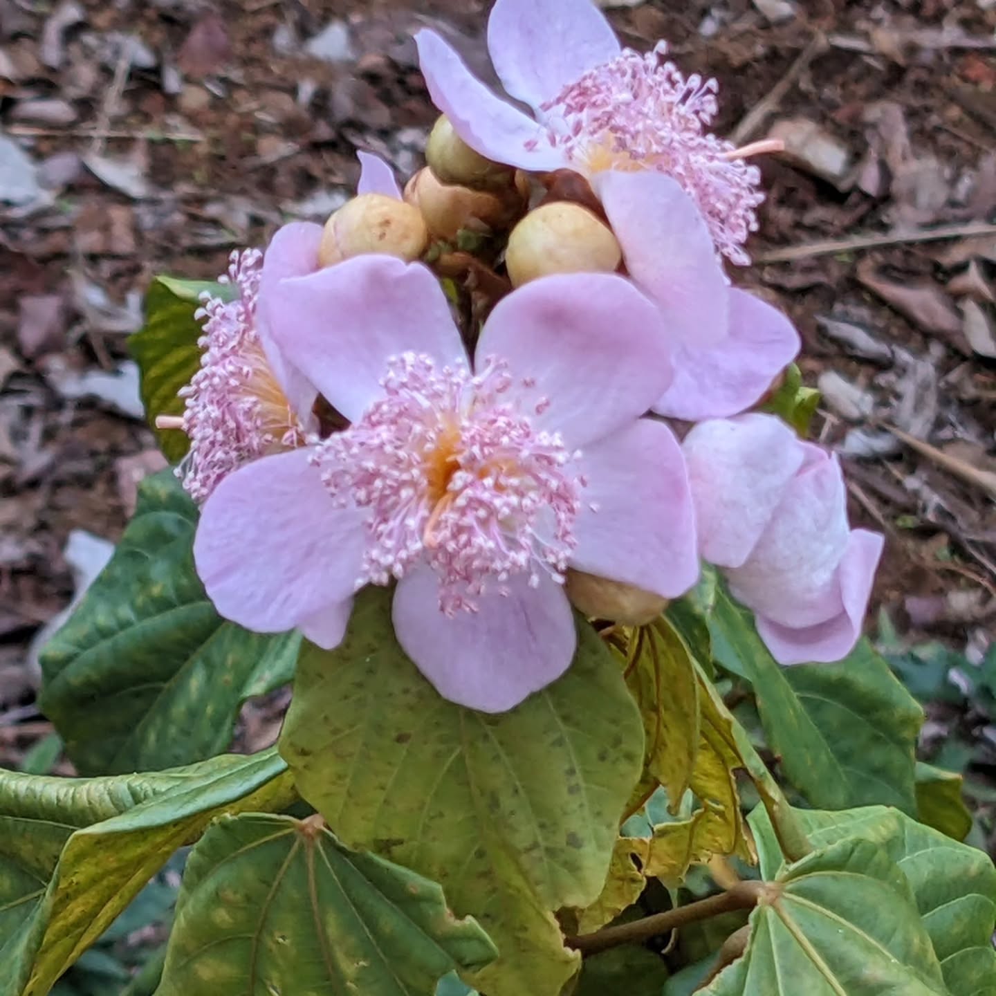 Está temporada, la *Bixa orellana* florece en mi jardín con su espectacular presencia y sus delicadas flores rosadas, preludio de los famosos frutos espinosos de donde se obtienen las semillas de onoto, empleada en la gastronomía de Venezuela Esta planta tropical no solo decora, sino que conecta la historia de los tintes naturales con la sostenibilidad contemporánea: de sus semillas se extraen un pugmentos intensos, ricos en carotenoides (bixina y norbixina), que se utilizan como base para lograr matices amarillos, naranjas y, combinados con otros colorantes, una paleta sorprendente de tonos en fibras naturales.
El annato ha sido utilizado tradicionalmente por culturas de América Latina tanto como tinte textil y corporal, como condimento y protector solar natural. En el arte textil, al emplearse sobre algodón o lana, sus pigmentos pueden variar de acuerdo con el tipo de mordiente utilizado, regalando colores cálidos y duraderos perfectos para quienes buscan procesos orgánicos y menos impactantes para el entorno.
Cultivar este arbusto en casa es un homenaje a la diversidad botánica y una invitación a experimentar con la extracción de pigmentos sostenibles —la esencia de la naturaleza transformada en arte. #annato #bixaorellana #rucou #bocaborellana #tinturaviva #dyesfromplants #naturaldye #sostenibilidadtextil #florcanaria #arteybotánica
@artecovert