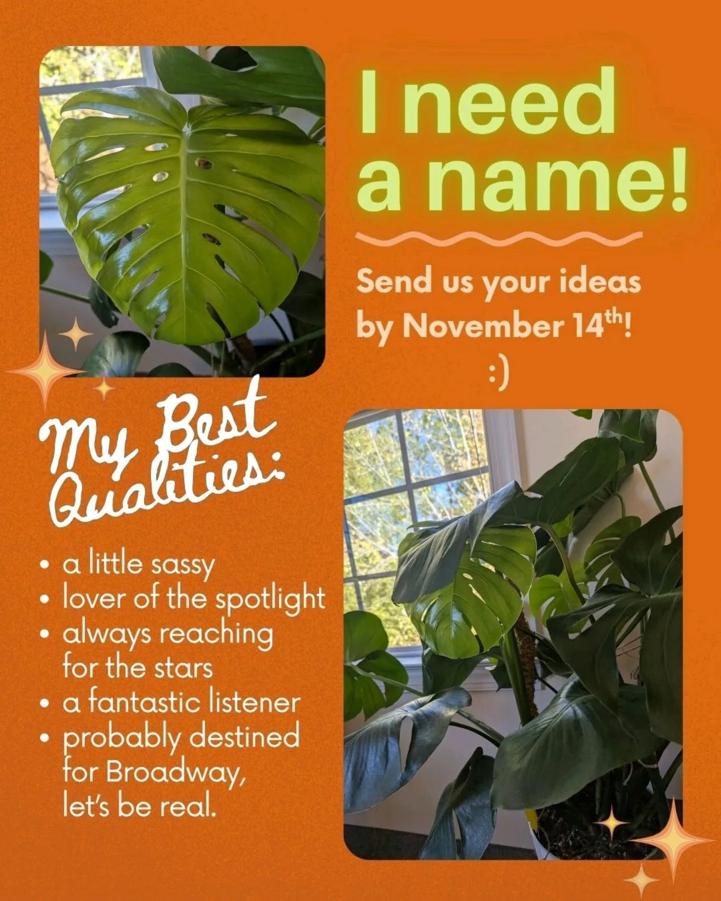 Shout-out to our absolute QUEEN of an office monstera for her first set of (drumroll please)... ✨double fenestrations!!!✨
If you're new to plants, like some of us were not too long ago, those innermost splits/holes in the leaves indicate a healthy and happy monstera. Makes a plant mama's heart happy to see!
This plant's been hard at work, and we love her dearly. 🥹💕🪴
⚠️The only problem? She needs a name! Help us out by commenting your suggestions by Friday, November 14th, and the team will choose a winner!
#officeplant #monstera #happyhouseplants #doublefenestration #plantsarefriends #selfcare #plantnerd #durhamnc #trianglenc