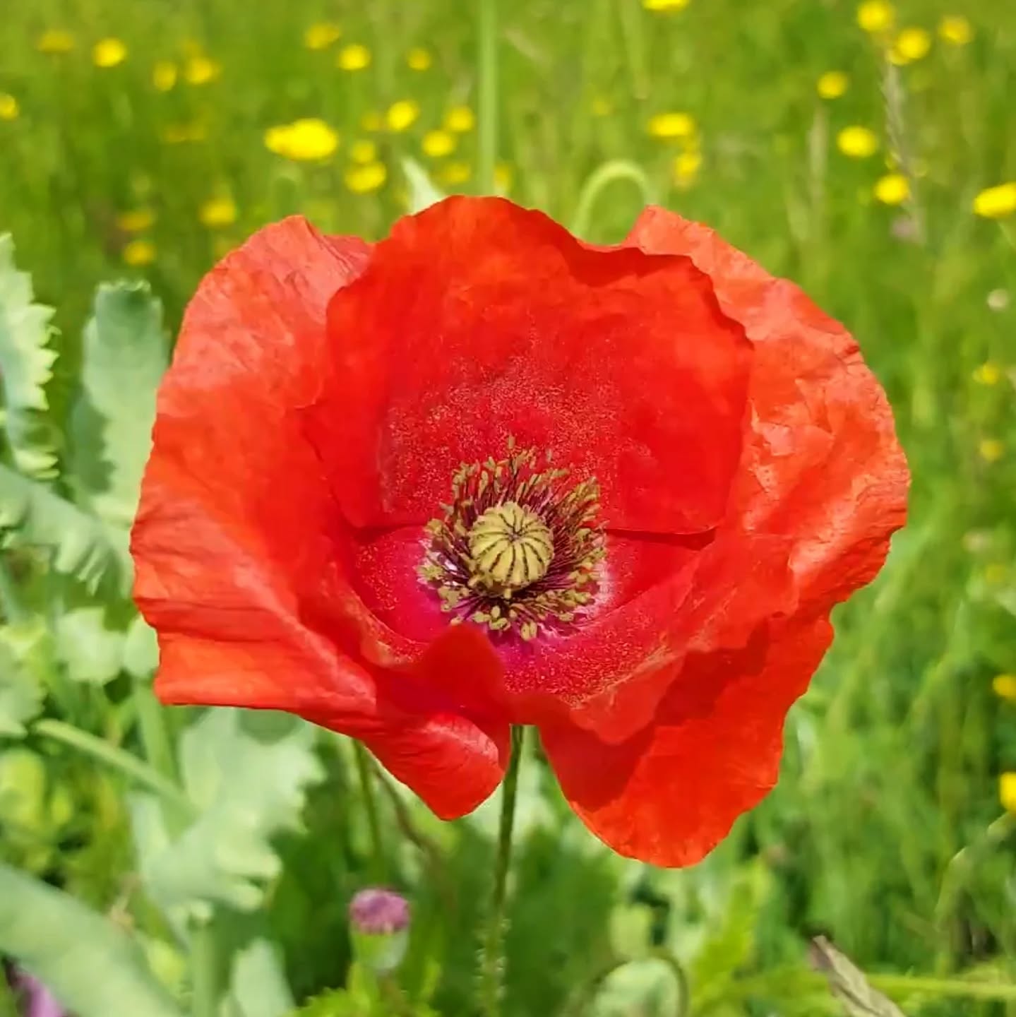 Poppy photographed in our own field. Grown from love, not war.
"In Flanders fields, the poppies blow
Between the crosses, row on row,
That mark our place; and in the sky
The larks, still bravely singing, fly
Scarce heard amid the guns below.
We are the Dead. Short days ago
We lived, felt dawn, saw sunset glow,
Loved and were loved, and now we lie,
In Flanders fields.
Take up our quarrel with the foe:
To you from failing hands we throw
The torch; be yours to hold it high.
If ye break faith with us who die
We shall not sleep, though poppies grow
In Flanders fields."
~ John Macrae. 1915.