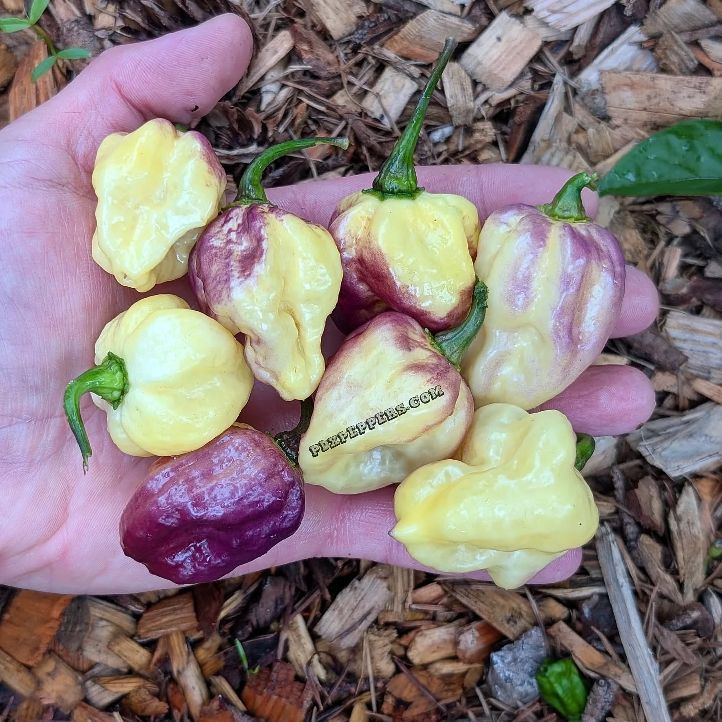 We just dumped a bunch of new varieties onto our site, including a bunch of never before released hybrids that we've been working on since 2020. Some of these are in very limited supply and will go quick.
•
Pictured: Frosted Cheesy Poofs F6
•
•
•
#PepperBusiness #HotSauce #FermentedHotSauce #FreshPeppers #PortlandOregon #StJohnsFarmersMarket #PDXPeppers #ChiliPeppers #PDXPeppersCreation #ThePepperNursery #ArtisanHotSauce #FrostedCheesyPoofs #PortlandPeppers #PDXFoodies #PDXFarmersMarket #Seeds #PepperFarm #FermentedPeppers #SpicyFoodLovers #PDXart #LocalHotSauce #PepperGrower #PortlandFarmersMarket #ChiliHeads #FarmersMarketFinds #PDXSpicy