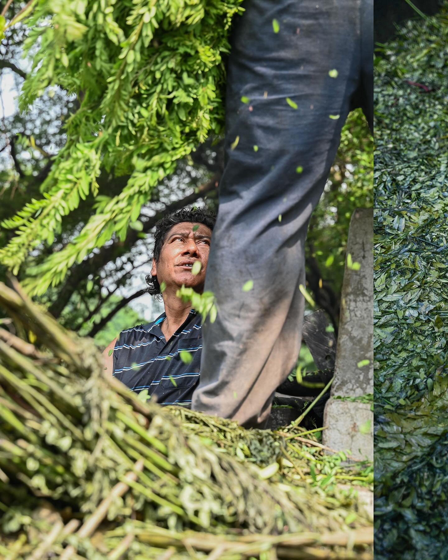 Article in the ‘Garden of Stories’ for Garland Magazine. An introduction to the history of indigo production and the use of this beautiful plant based dye here in Oaxaca.
I became intrigued by indigo visiting weavers in Teotitlan del valle who use this dye for their Zapotec designs. Seeing the reaction as the dye turns from acid green to deep blue is always magical (despite the smell). After years of talking about it, this past September, Brooks and I finally visited Niltepec on the Oaxaca coast. This is where most of the indigo is produced for Oaxaca. We went for the annual indigo fair, where we saw the harvested plants get processed in large vats, the indica chemical in their leaves, released into a pools of vivid blue.
Producer Manuel, and his wife Lola then showed us behind the scenes, how the dye is dried out to make it stable to use all year round.
Back in Oaxaca city I spoke with artists and artisans about their experience of using indigo. Thank you to Natalia Munro for speaking with me about her work and the broader world of indigo.
Link in bio / story’s and here:
https://garlandmag.com/article/indigo-oaxaca/
#indigo #oaxaca #blue #deepinblue #exploreoaxaca #ramblingspirits #anil #naturaldye