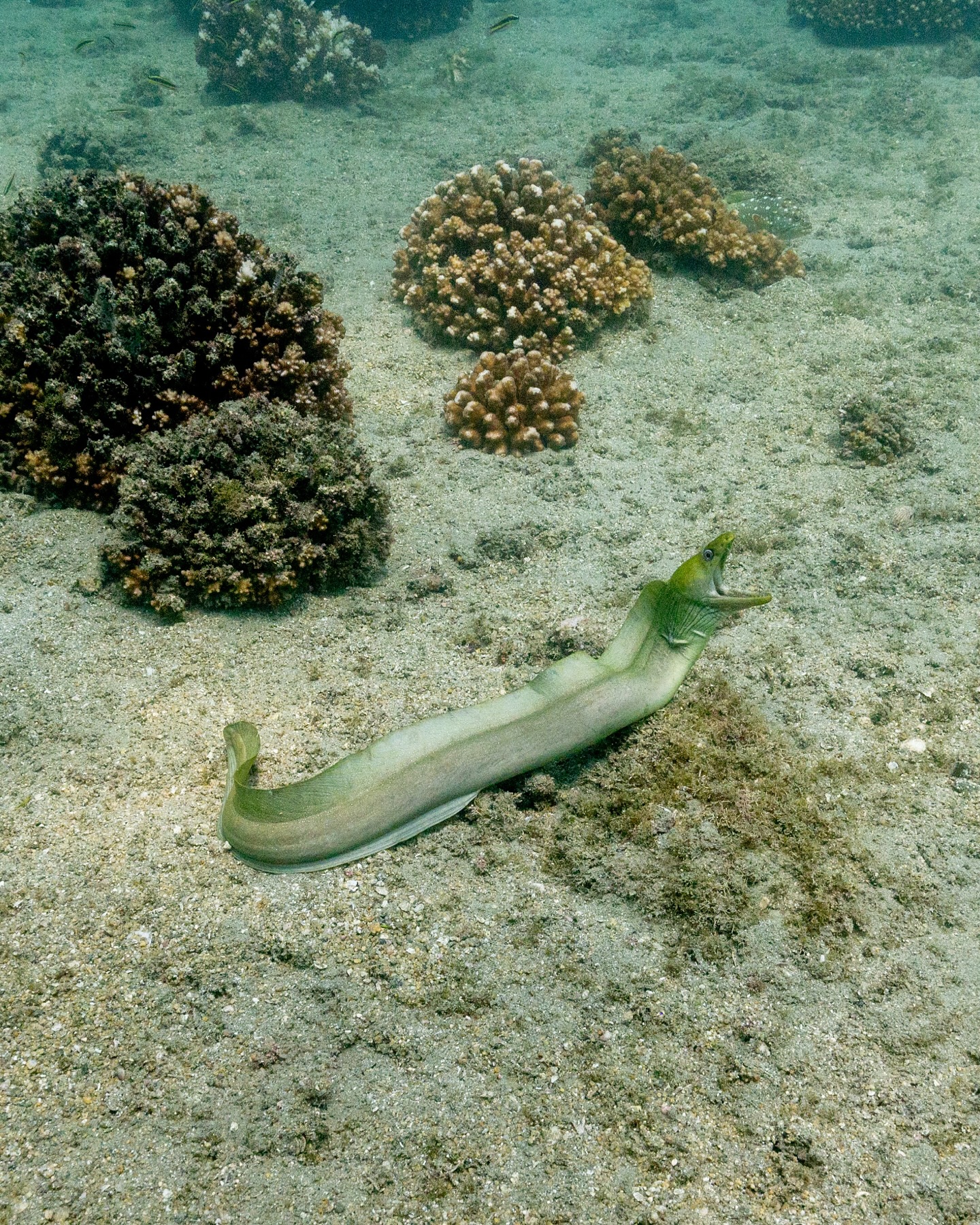 ¿Alguna vez pensaste que las morenas eran serpientes marinas? Su forma alargada puede engañar a cualquiera… pero en realidad, ¡son peces! 🐟
En el mundo existen más de 600 especies de anguilas, y solo la familia de las Morenas incluye alrededor de 200. En Baja California Sur habita la Morena Verde (Gymnothorax funebris), que puede llegar a medir hasta 2.5 metros. 😮
Su color verde no es natural proviene de una mucosa protectora que cubre su piel, la cual en realidad es parda. Este recubrimiento no solo las protege, sino que les da ese tono tan característico que las hace parecer criaturas de otro planeta.
¿Cuál es tu primera impresión al ver estas fotos?
— ENG —
Did you ever think that moray eels were sea snakes? Their elongated shape can fool anyone... but in reality, they are fish! 🐟
There are more than 600 species of eels in the world, and the moray eel family alone includes around 200. Baja California Sur is home to the green moray eel (Gymnothorax funebris), which can grow up to 2.5 meters long. 😮
Its green color is not natural; it comes from a protective mucus that covers its skin, which is actually brown. This coating not only protects them, but also gives them that characteristic tone that makes them look like creatures from another planet.
What is your first impression when you see these photos?
-
-
-
-
-
#apnea #freedivingwomen #apneistas #freedivinglife #oceanadventures #mujeresdelmar #apneamexico #freedivingretreat #certificacionapnea #bajacalifornia #oceanlover #aprendeapnea #freedivers #mujeresqueinspiran #retirosparamujeres #viajesconproposito #apneacommunity #yogayapnea #oceanexperience #caboretirement
