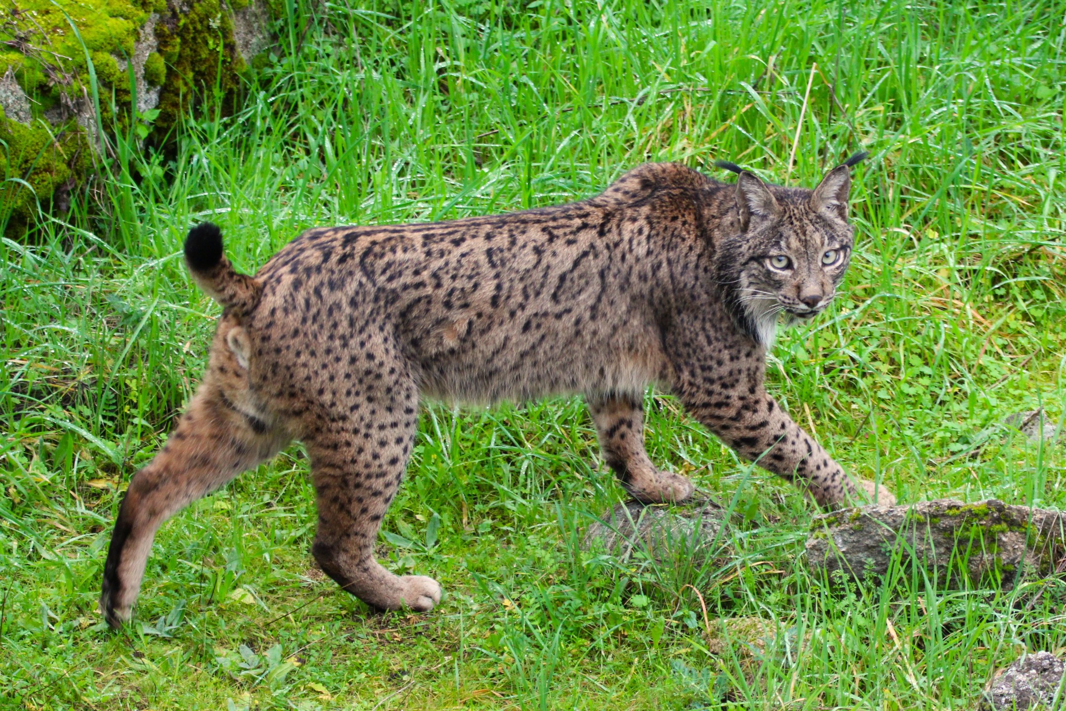 🇪🇸 ¿Se puede ser más bonito?
Ver un lince ibérico en libertad es una de las experiencias más impresionantes que puedes vivir en la naturaleza.
Nuestros safaris guiados te ofrecen la oportunidad de intentar observarlo y fotografiarlo en su hábitat natural, con guías especializados y grupos reducidos.
Esta Navidad quedan muy pocas fechas disponibles.
📸🐾 Reserva tu safari ahora y asegura tu plaza.
www.lyncisecoturismo.com
lyncisecoturismo@gmail.com
(+34) 603 90 74 35
🇬🇧 Can it get any more beautiful?
Seeing an Iberian lynx in the wild is one of the most incredible experiences you can have in nature.
Our guided safaris give you the chance to try to observe and photograph it in its natural habitat, with expert guides and small, exclusive groups.
This Christmas, only a few dates are left.
📸🐾 Book your safari now and secure your spot.