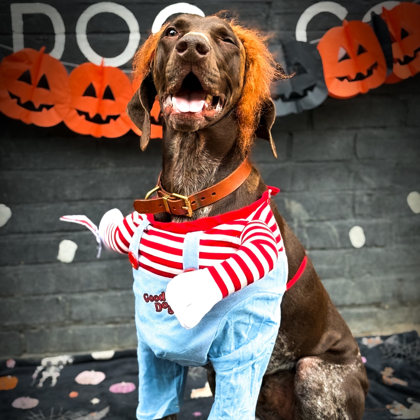 Our pups have gone all out for Halloween, now it’s your turn to pick our winners! 🎃🐶 vote for your favourite costume below!👇🏼 🐾