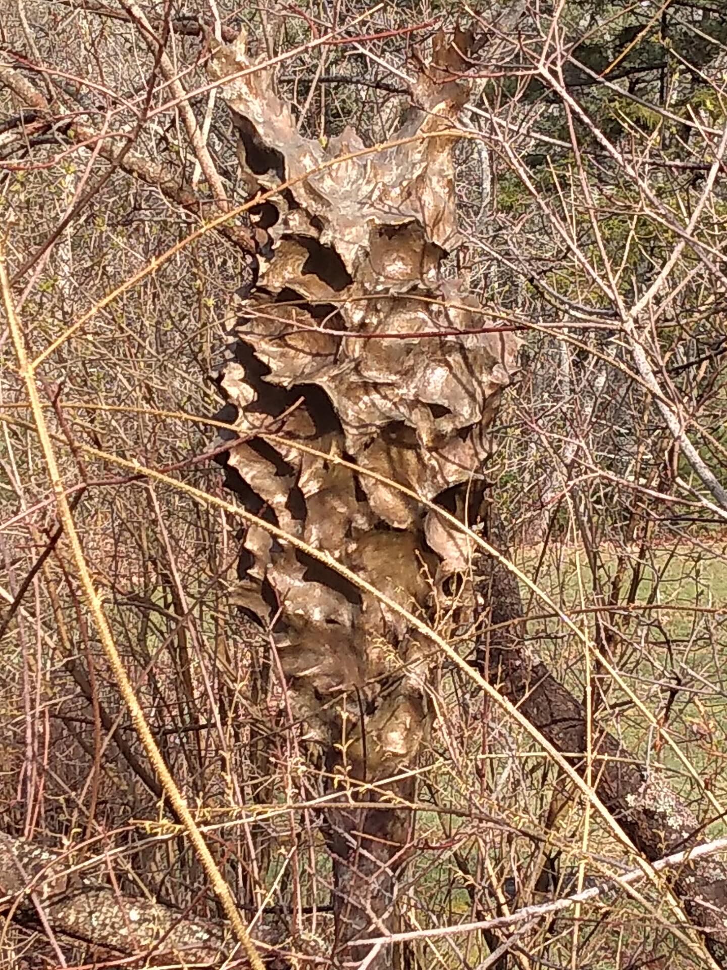 “Sentinel” 7’, Bronze (made of oak leaves)
The hidden forest sentinel 🦉Gaaaaw.
DM for more information
#veeverscarter #somersetsculptureandfoundry #digbyveeverscarter #maineart #bronze #owl