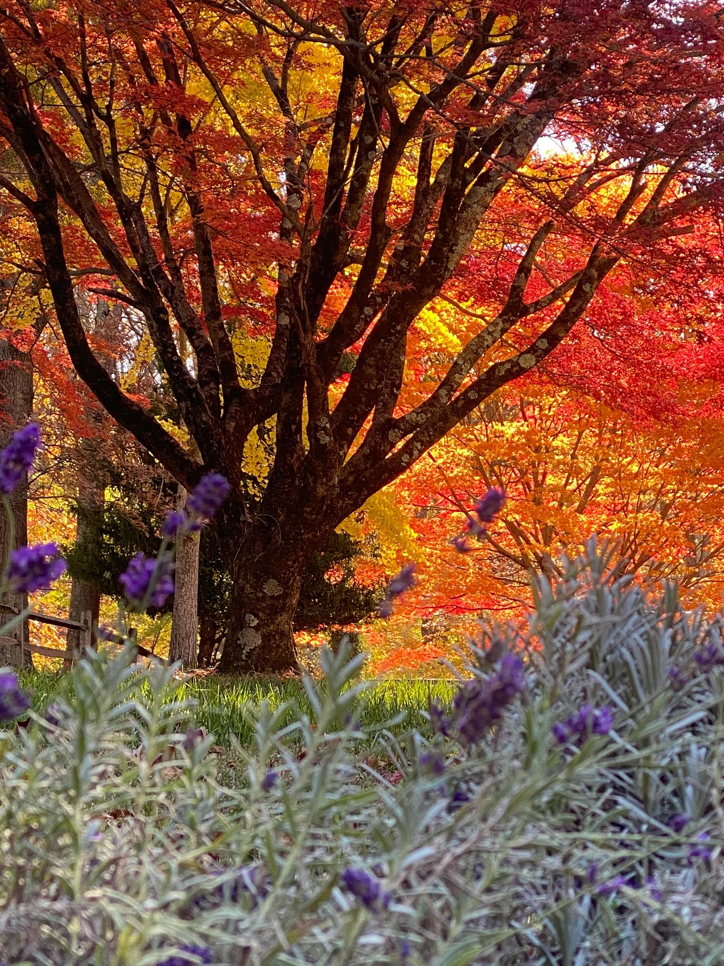 These colors never get old and there’s no filter , just the real deal. #fallcolors #lovefall #red #yellow #orange #nature #qi#qigong #energy #breath #grounding