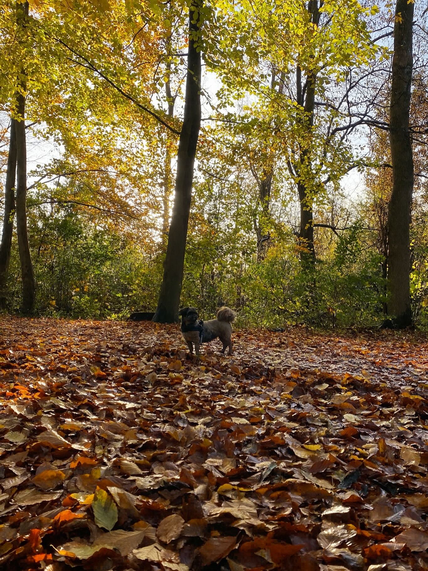 Vandaag is deze lieve schat (Doeby) voor de laatste keer mee uit razen. We hebben een heerlijke grote ronde gemaakt, en zelfs het zonnetje ging schijnen voor ons ! ๐ Genoten met een hele grote G dus ! ๐ฅน
#uitgeraasd #hondenuitlaatservice #amsterdamsebos #dogwalker #dogwalking #hond #honden