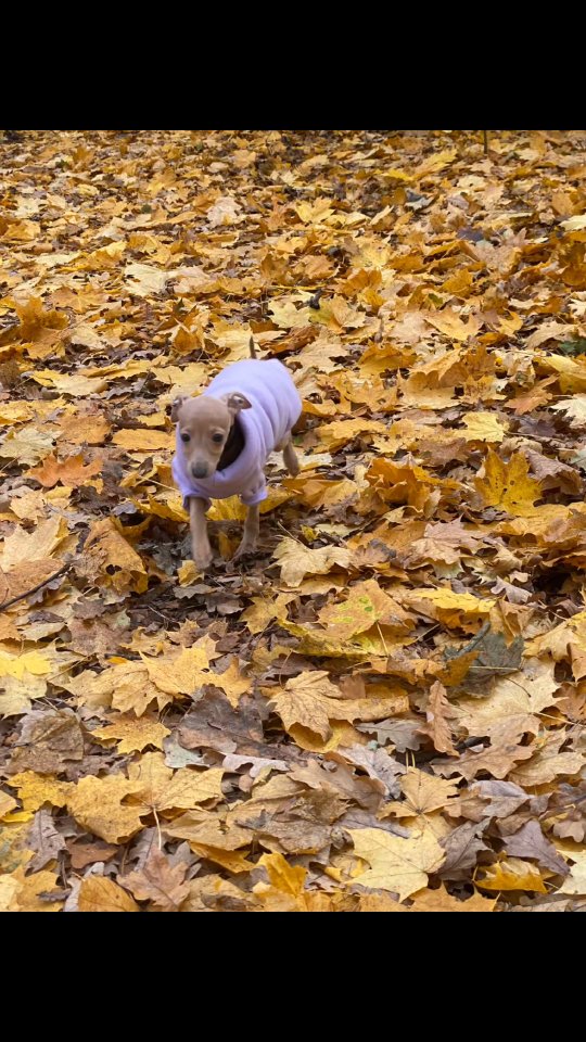 Familiengrüße vom B Wurf ( Laura & Duke ) ...die ersten Welpen sind im neuen Zuhause angekommen 🍀❤️🐕
#italiangreyhound #puppylove #italienischeswindspiel #dwzrv #vdhzuchtstätte