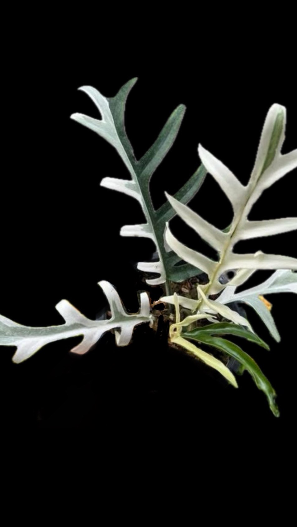 Pretty babies on the way!
#philodendrontortum #philodendrontortumalbo #philodendrontortumvariegated #philodendron #rareplantstissueculture #tissueculture #lab