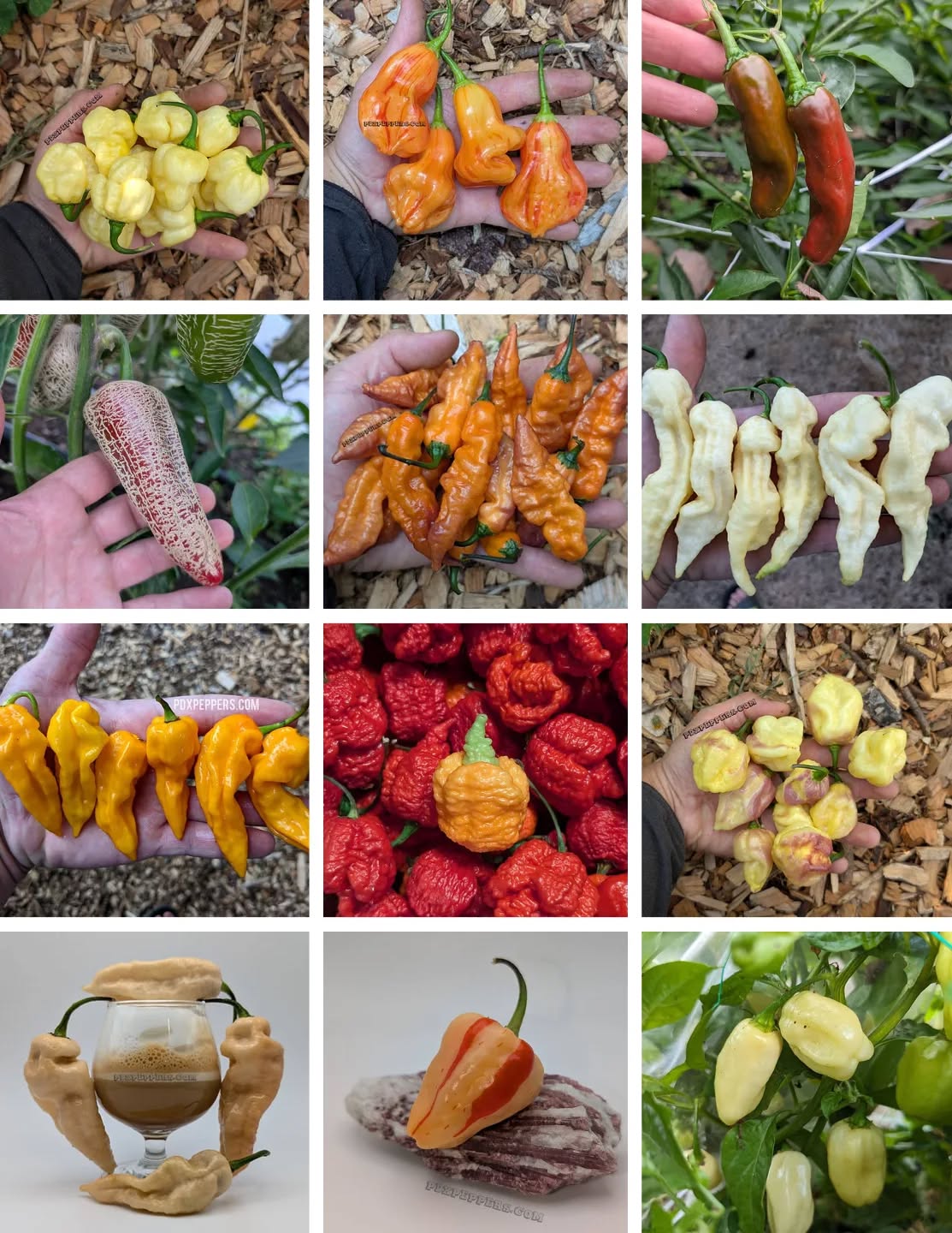 Find a wide variety of seeds from @pdxpeppers !!!
•
•
•
#PepperBusiness #HotSauce #FermentedHotSauce #FreshPeppers #PortlandOregon #StJohnsFarmersMarket #PDXPeppers #ChiliPeppers #SpicySauce #ThePepperNursery #ArtisanHotSauce #FreshLocalPeppers #PortlandPeppers #PDXFoodies #PDXFarmersMarket #FarmToBottle #PepperFarm #FermentedPeppers #SpicyFoodLovers #PDXart #LocalHotSauce #PepperGrower #PortlandFarmersMarket #ChiliHeads #FarmersMarketFinds #PDXSpicy