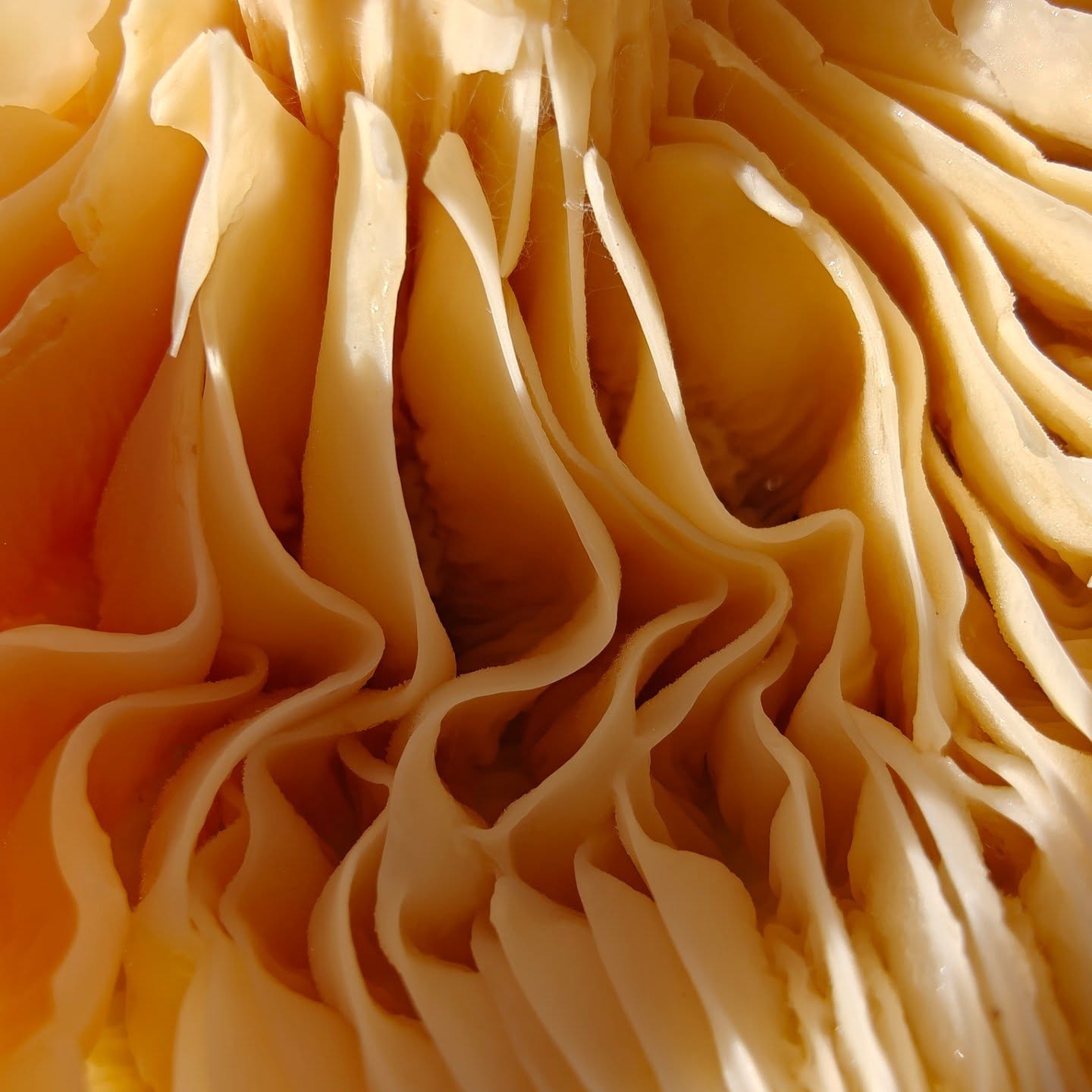 heute nochmals pilzchen gucken. hier mit den lamellen des wiesenellerlings nicht nur einen speisepilz, sondern eine ganze landschaft entdeckt.
.
.
#herbstzeit #pilzesuchen #pilzefinden