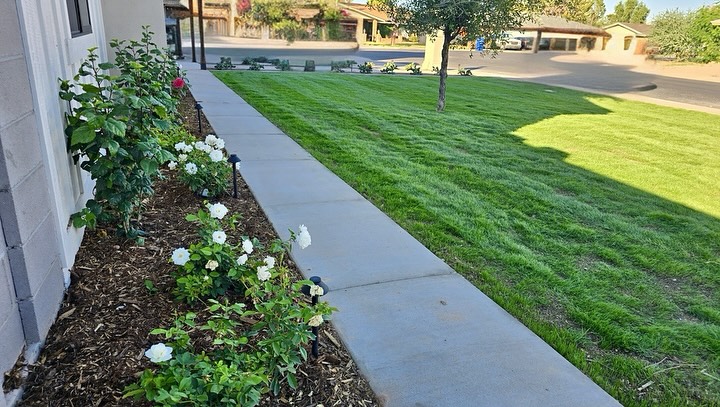 ✨ White Iceberg Roses ✨ Great for Arizona yards and low maintenance! Prune them back once a year in January then let them grow and bloom the rest of the year. #az #azlandscaping #landscape #landscapedesign #southernliving #flowerstagram #betterhomesandgardens #garden