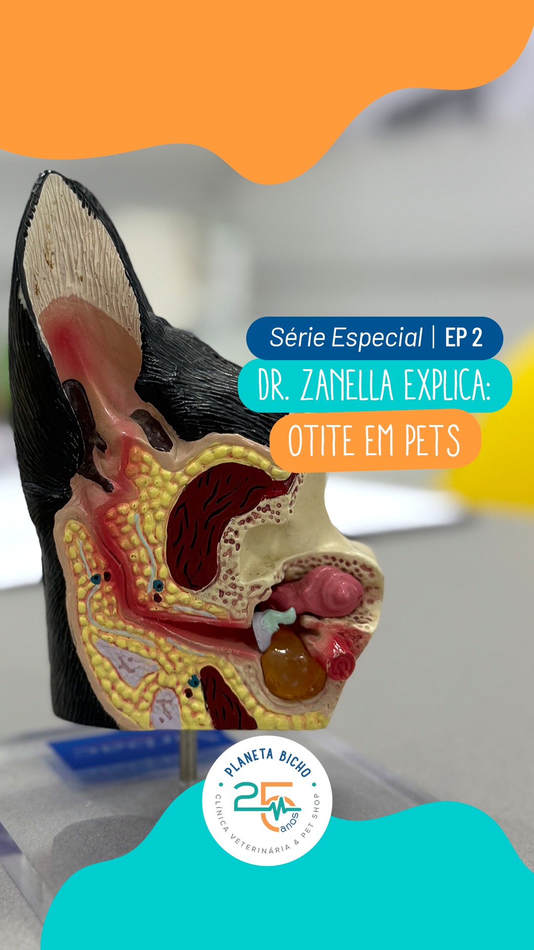 Otites em pets com Dr. Zanella — Episódio 02
Você sabia que a maioria das otites tem causas evitáveis? 🩺
Alergias, umidade após o banho, parasitas e até o uso incorreto de produtos podem desencadear inflamações nos ouvidos dos pets.
Quando não tratadas corretamente, as otites podem causar dor intensa, perda auditiva e infecções mais graves.
💡 No episódio de hoje, o Dr. Zanella explica de forma simples e prática por que as otites acontecem e quais os riscos de ignorar os primeiros sinais.
👨⚕️ Assista, entenda e cuide!
A saúde começa na prevenção. 💛
RT Méd. Vet. José C. Zanella - CRMV-PR n° 3028
#planetabicho #drzanella #otitecanina #otitefelina #saudepet #clinicaveterinaria #medicinaveterinaria #cuidadoscomopet #prevencaopet #bemestarpets