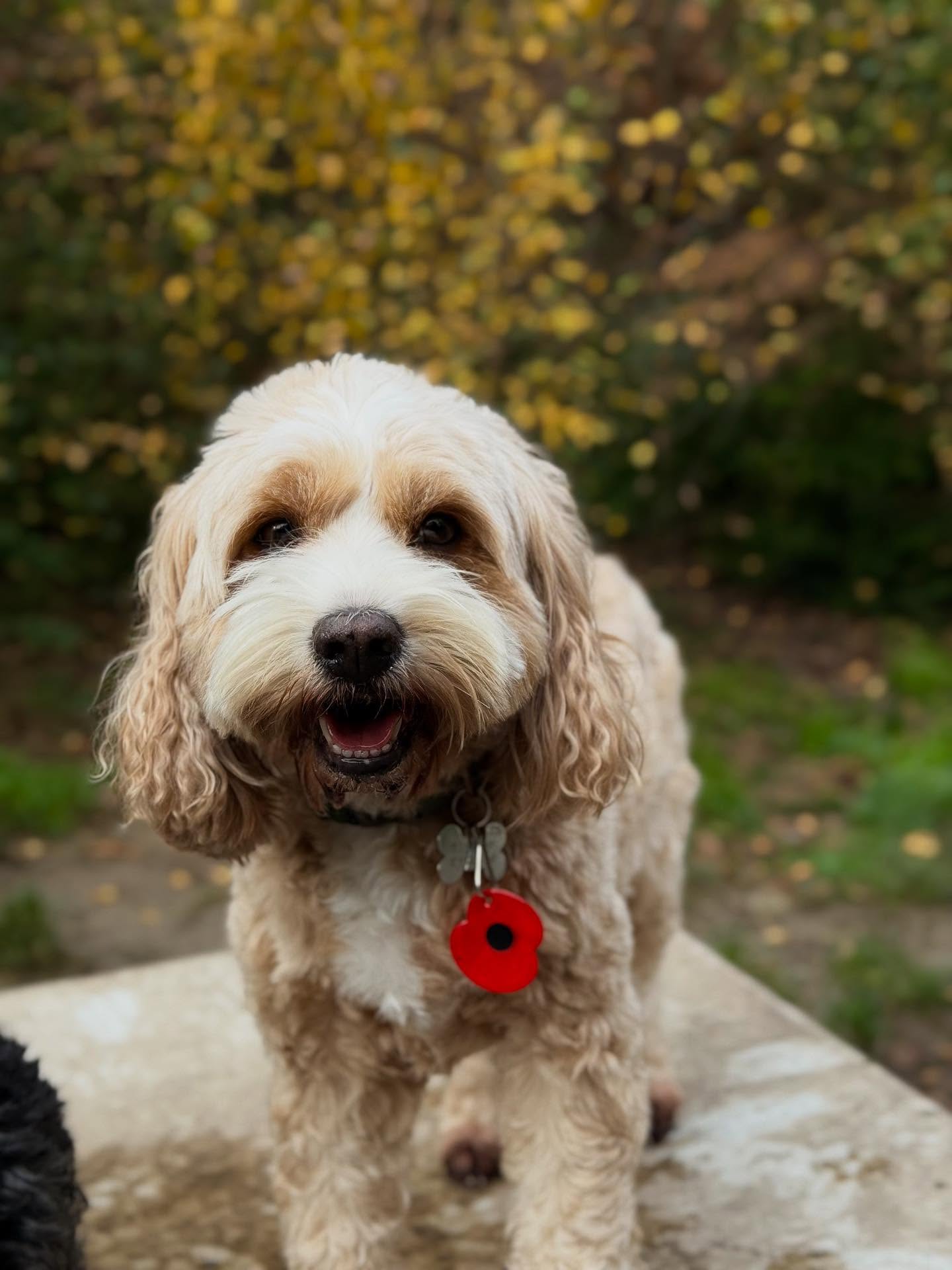Duncan’s Saturday sleepover crew 🐶 we hope your weekend is as fun as ours 😋🤎