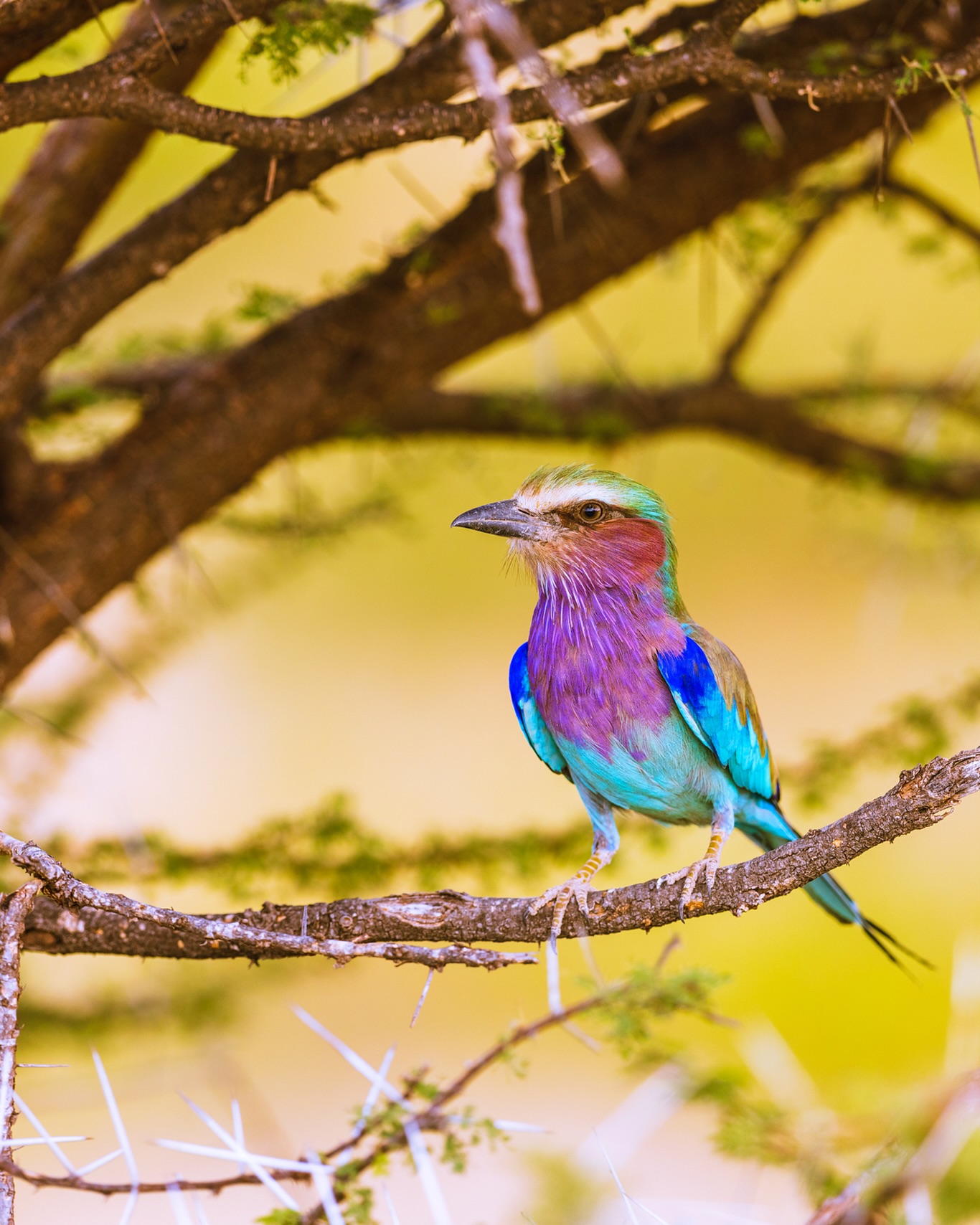 Feathers are just as much air as they are feathers.
☆
Lilac-breasted Roller
☆
#birdman #birdsofig #birding #birdwatching #birders #birdnerd #birdingtrip #birdingtours #birdphotography #birdwatchingtours #birdistheword #bird_brilliance #birdsasart #birdsofafrica #birdsofeastafrica #birdsofkenya #birdingkenya #africanbirds #africanbush #africanamazing #africanature #acacia #thisisafrica #goldenlight #goldenhour #eye_spy_birds #riftvalley #lilacbreastedroller #birdyourworld