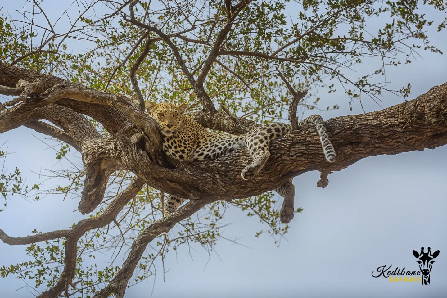 Leopardess perfectly nestled in a tree in her territory ππΎπ»
Follow:π
@kedibone_safaris
#leopard #bigcats #big5 #krugersafari #lazycat #naturewildlifephotography #specialmoments #uniquesightings #kedibonesafarifamily #krugernationalpark
#bestsafaribyfar #gamedrives #wildlife #wildlifephotography #wildlifelovers #nature #natgeowild #besttimeever #wildographydudette #safariphoto #phalaborwaco #Africa #southafrica #girlpower #wedotourism #ilovesouthafrica #followersinstagram
@krugernationalpark @phalaborwa.co.za @renataewaldwildlifephotography @meetsouthafrica