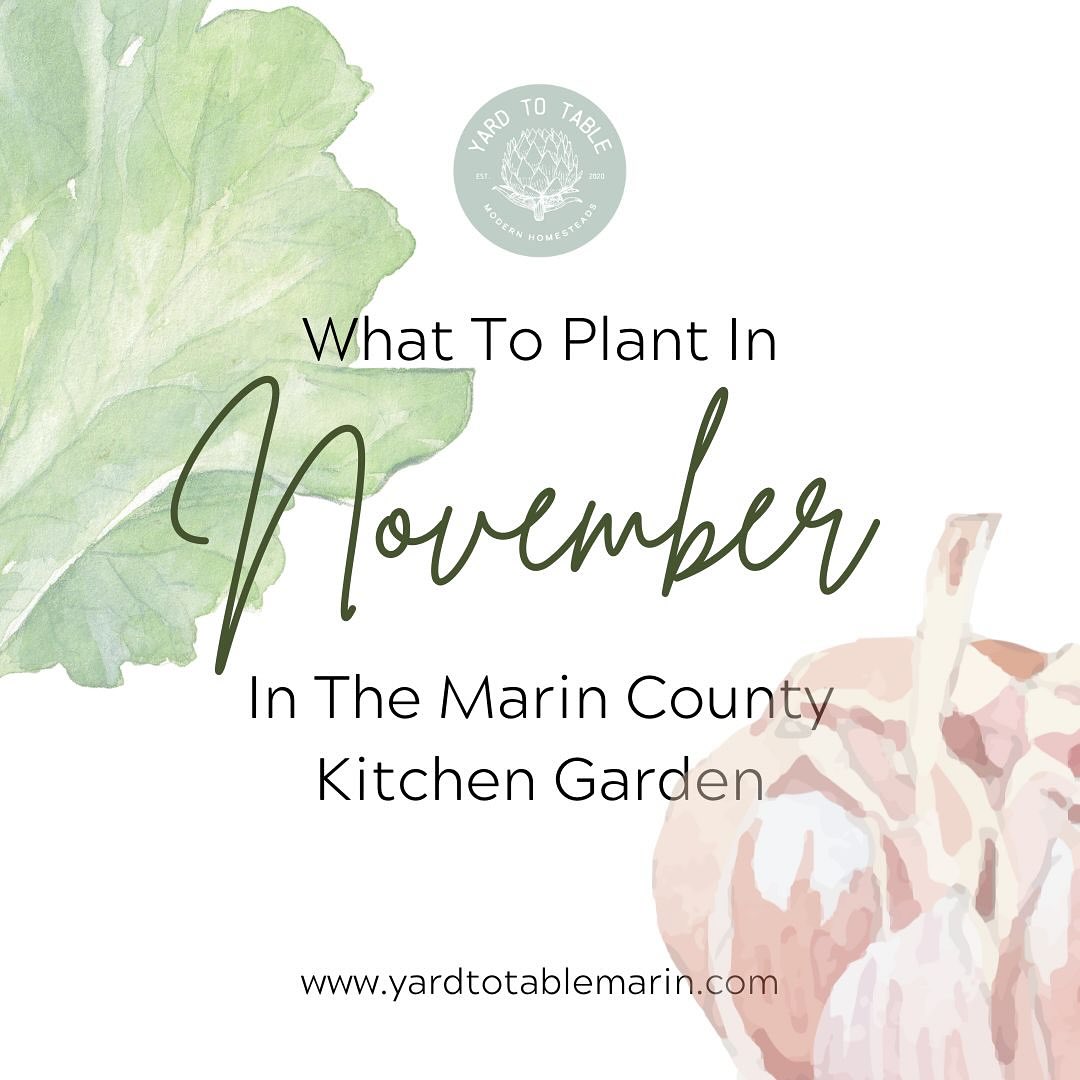 November in Marin County's garden is all about embracing the slower pace and enjoying the seasonal shift. Didn't plant all your cool-season veggies last month? That's okay! You can still plant some now, and there's even more planting to do next month when it cools off. Don't forget to adjust your irrigation schedule as the rainy season begins.