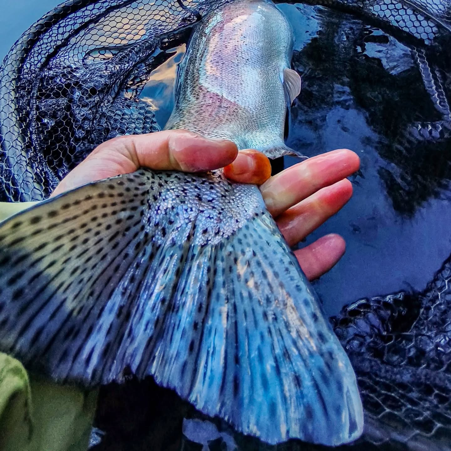 Noviembre en su plenitud de pesca y emociones.
La temporada ya late fuerte, y cada jornada en el agua se convierte en un encuentro con uno mismo.
Octubre nos regaló grandes momentos y trofeos soñados, pero noviembre llega con esa energía que invita a volver una y otra vez al lago, a probar, insistir y disfrutar.
Porque un día de pesca en la Patagonia no es solo lanzar la línea:
es sentir cómo el tiempo se detiene, cómo el viento cuenta historias y cómo el alma encuentra su pausa.
No hace falta una trucha para celebrar —basta con la mosca justa, un mate compartido y ese silencio que dice más que mil palabras.
Entre mates, risas y reflejos del agua, uno entiende por qué vuelve.
Porque ahí, donde el lago y la montaña se encuentran, todo vuelve a tener sentido.
.
.
Amarra ⚓ @puertoelma
.
#FlyFishing #PescaEnLaPatagonia #PescandoLaPatagonia #FishingLife #CatchAndRelease #Truchas #PatagoniaArgentina #OutdoorLife #NatureVibes #FishingMoments #LagoTraful #VillaLaAngostura #AventuraPatagónica #PescaConMosca #Puyenes