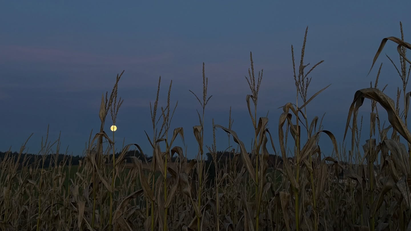 Kennst du schon die Musik von @remembra.official ?
Was ist das besondere daran? 432hZ 💙💙💙 und ganz viel Feenstaub 💙🦄💙