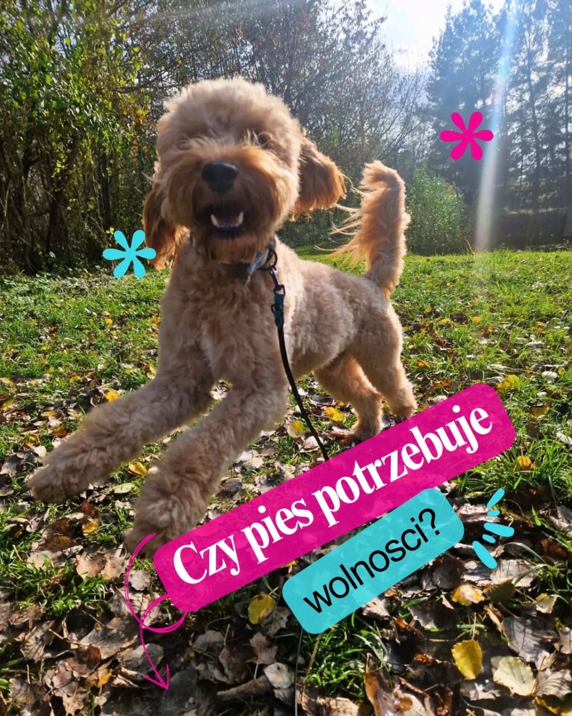 Czy pies potrzebuje wolności?
Wolność to słowo, które ludziom kojarzy się z brakiem granic. Z możliwością decydowania, gdzie iść, co robić, kogo lubić. Ale pies nie funkcjonuje w świecie ludzkich pojęć. Dla niego wolność nie oznacza „mogę wszystko”, tylko „jestem bezpieczny, bo rozumiem świat, w którym żyję”.
Wolność bez ram nie daje spokoju ani psu, ani człowiekowi.
Kiedy nikt nie wyznacza zasad, ktoś inny musi je stworzyć. Pies czuje, że to on musi "pilnować świata" i wziąć odpowiedzialność za całe otoczenie. A często kończy się to nadmierną czujnością czy pilnowaniem zasobów.
To paradoks, który działa w praktyce. Granice nie odbierają psu wolności - one mu ją dają. Dzięki nim pies może naprawdę odpuścić, zaufać, odpocząć.
W hotelu widzimy to często. Psy, które przyjeżdżają do nas spięte i czujne, z czasem zaczynają odpuszczać. Przestają czuwać. Zaczynają po prostu żyć - jeść, spać, bawić się, cieszyć ludźmi i innymi psami.
Nie ma nic cenniejszego niż zobaczyć psa, który przestaje kontrolować świat i po prostu odpoczywa. Dla nas to miara sukcesu. Dla niego - prawdziwe wakacje.
Jak myślisz - czy Twój pies czuje się wolny?
#merdumerdu #psiawolnosc #opiekanadpsem #relacjazpsem #hoteldlapsa #psianiania #nowydwormazowiecki #warszawa #petsitter #psieemocje