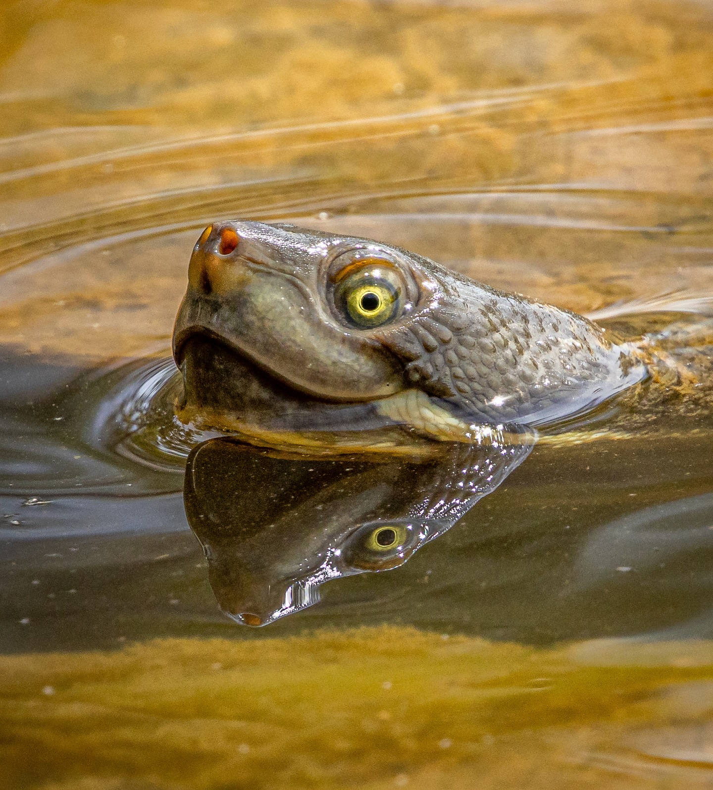 Just shellaxin.. Turtley irresistible pun.. I couldn’t Shellve it.
#AusGeo #turtles #turtlesofinstagram #nature #wildlifephotography